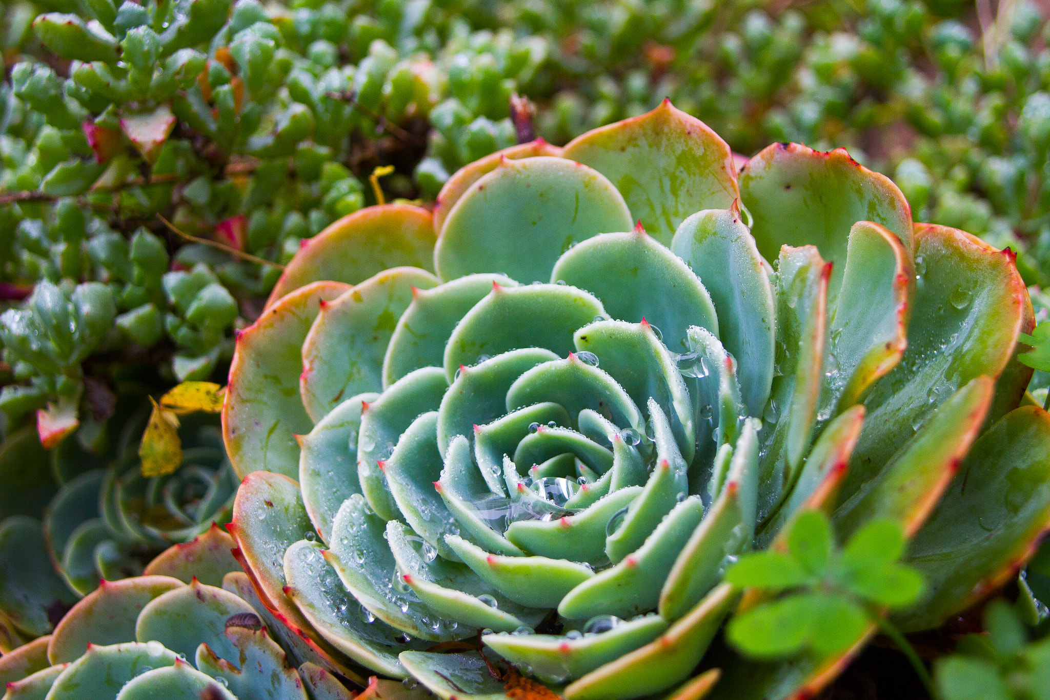 Canon EF 20-35mm F3.5-4.5 USM sample photo. Succulent photography