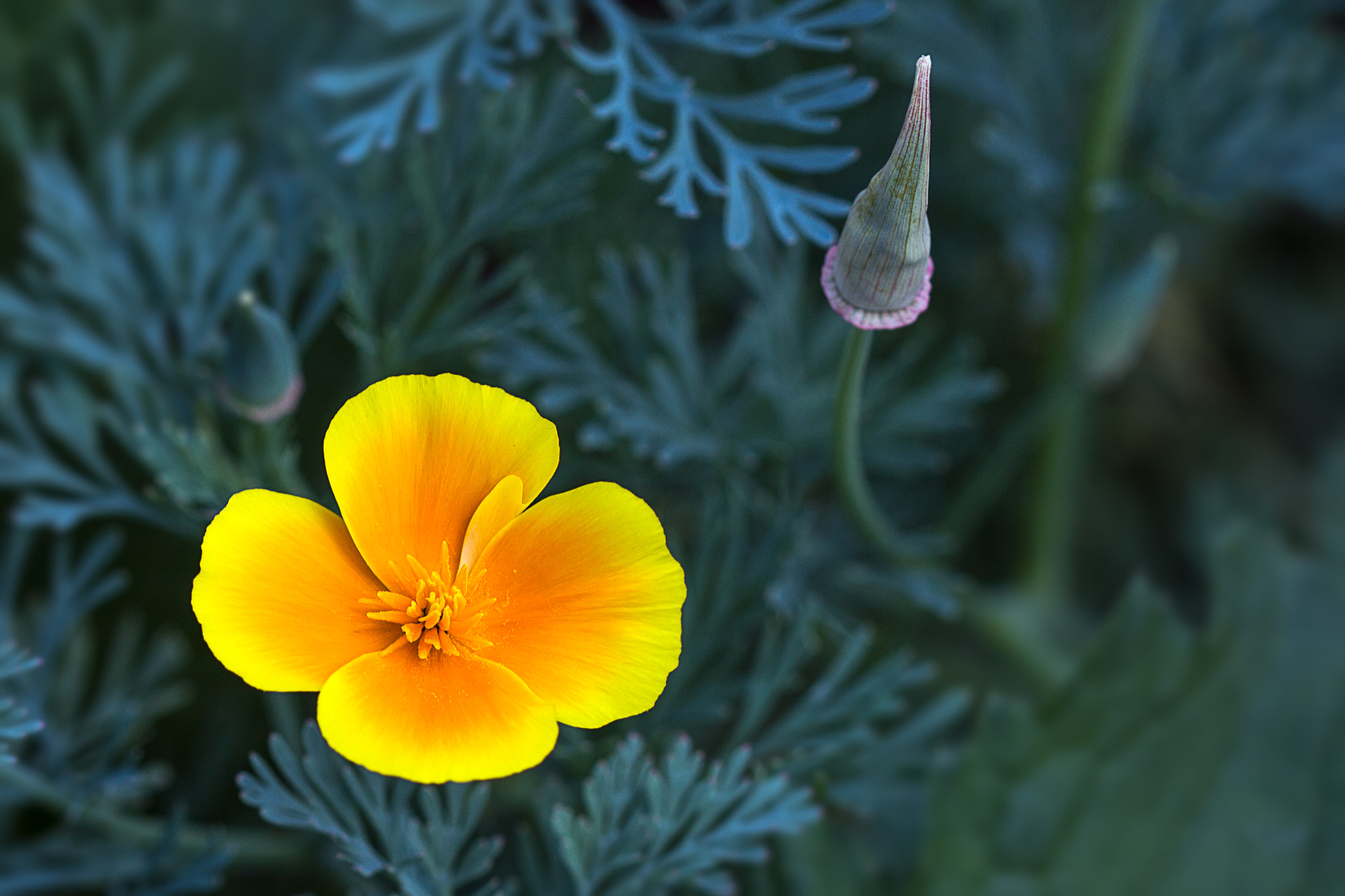 Canon EF 100mm F2.8 Macro USM sample photo. Flower097 photography