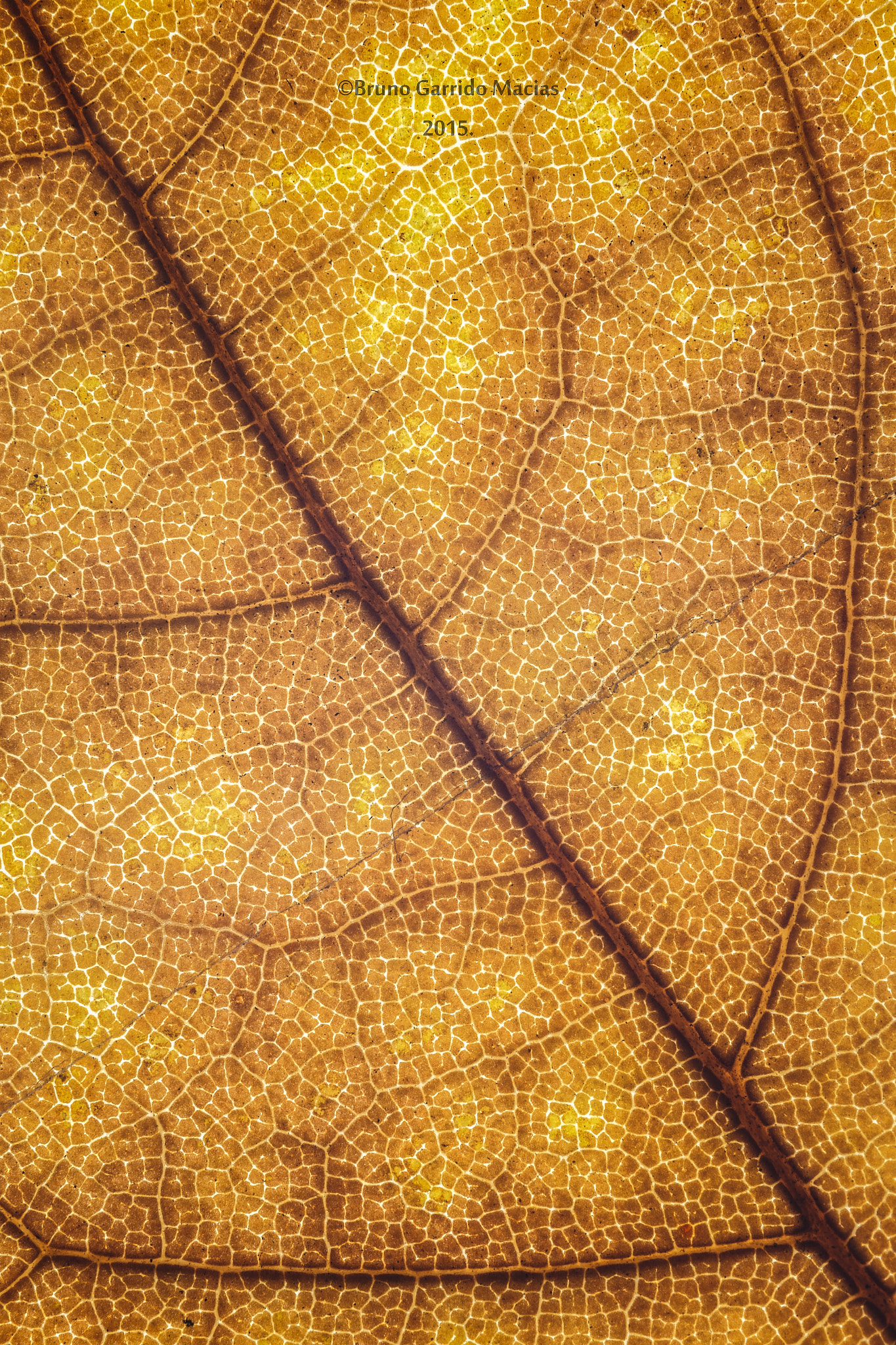 Sigma 150mm f/2.8 EX DG OS HSM APO Macro sample photo. Hoja de otoño photography