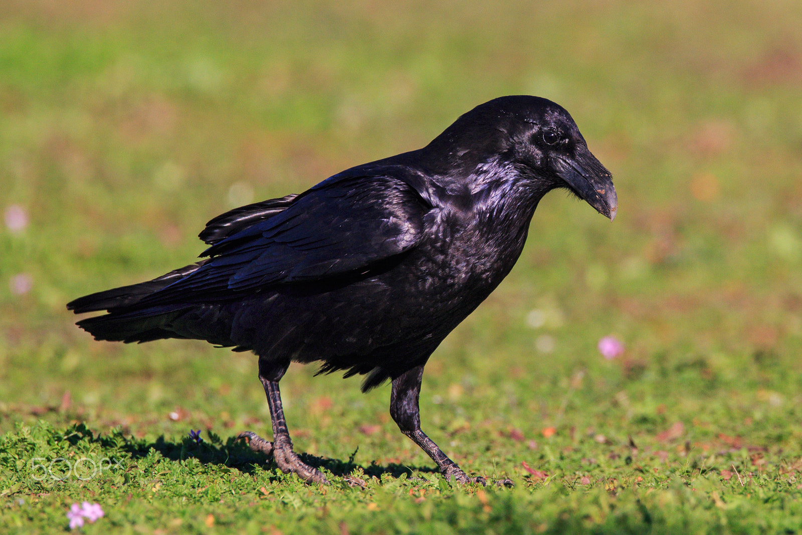 Canon EF 500mm F4L IS USM sample photo. Crow photography