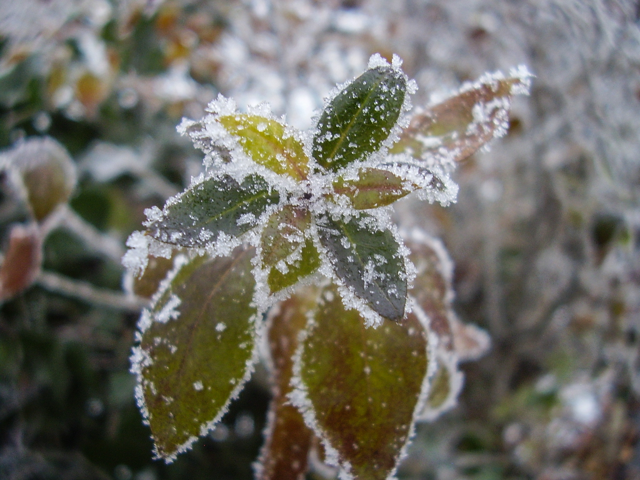 Olympus X450,D535Z,C370Z sample photo. Winter is coming...again photography