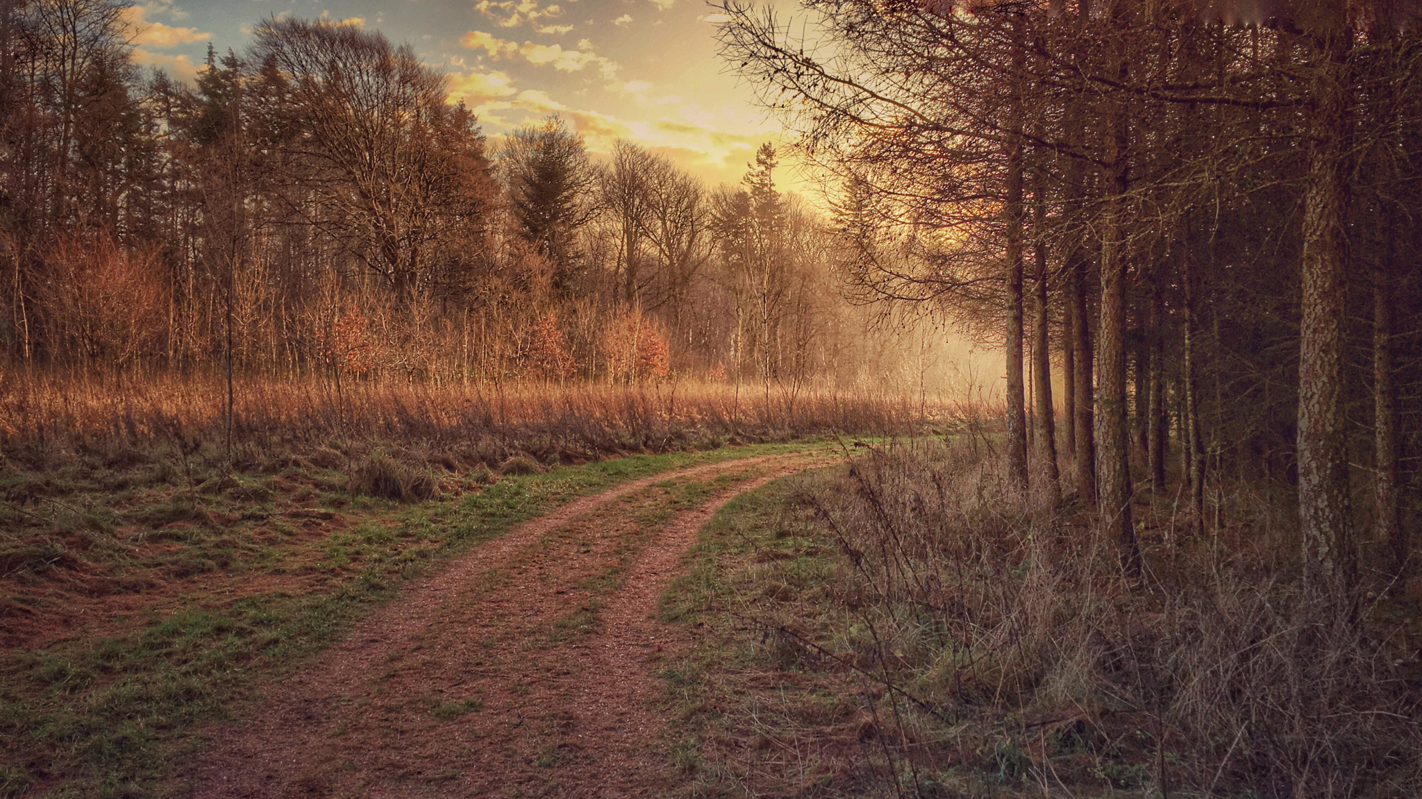 Jag.gr 645 PRO Mk III for iOS sample photo. A december sunset at true skov, near aarhus, denmark photography