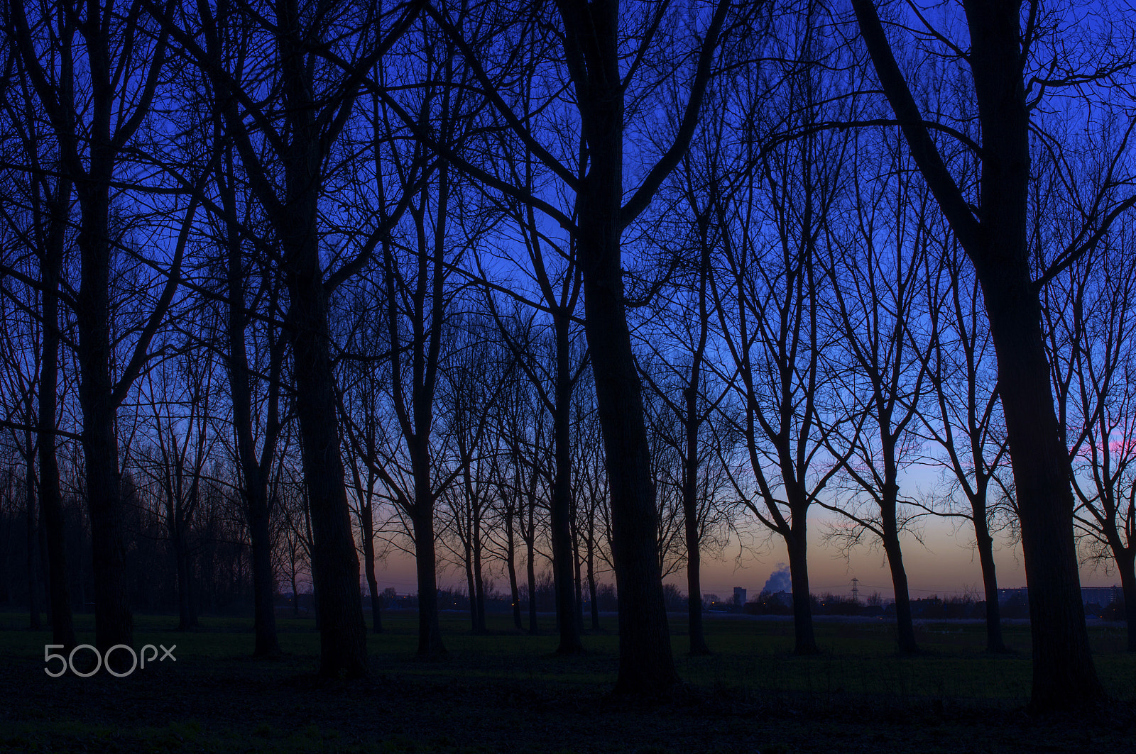 Sony Alpha DSLR-A580 + Sony DT 35mm F1.8 SAM sample photo. Evening light through the trees photography
