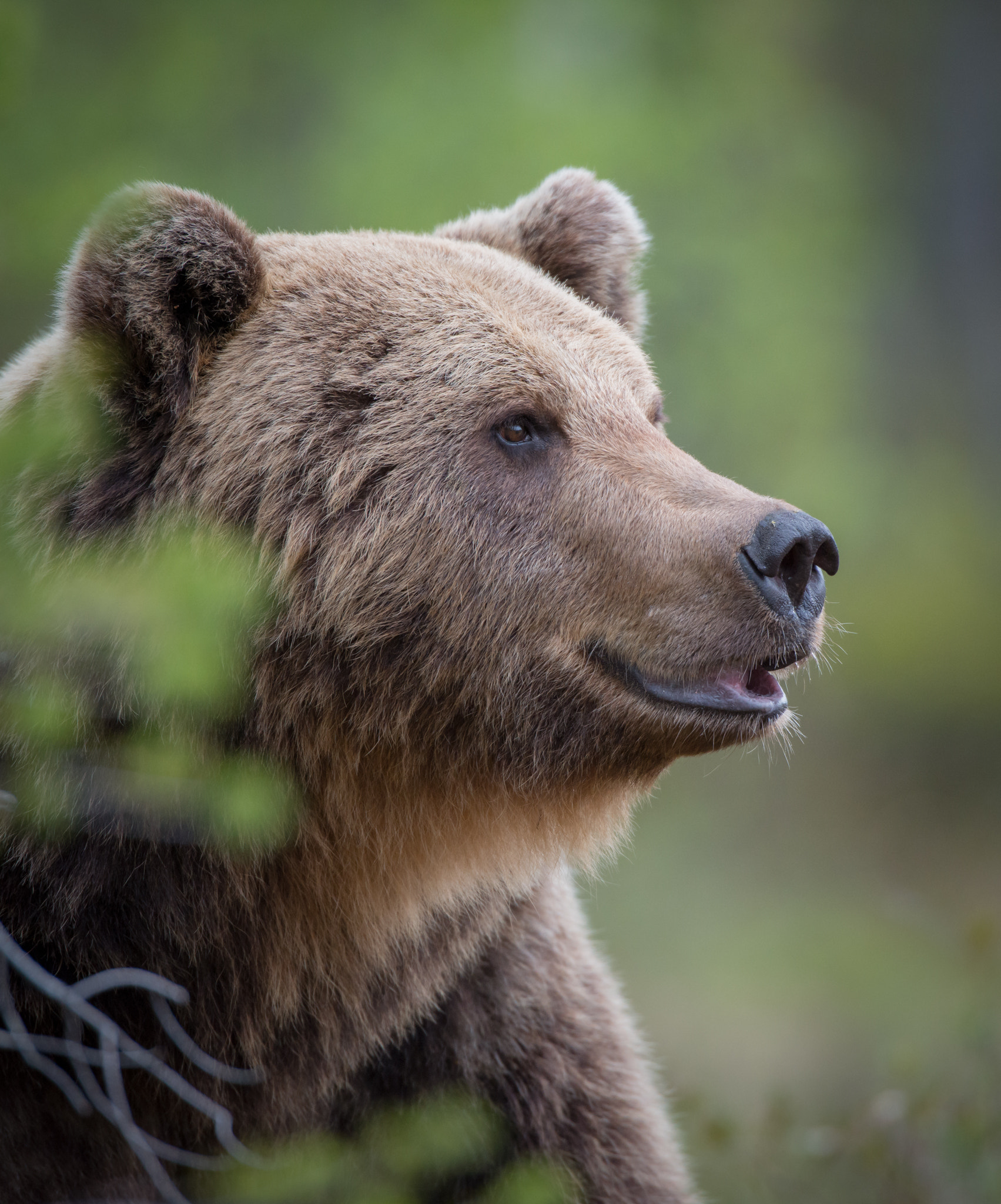 Nikon AF-S Nikkor 600mm F4D ED-IF II sample photo. Happy days, bear, finland photography