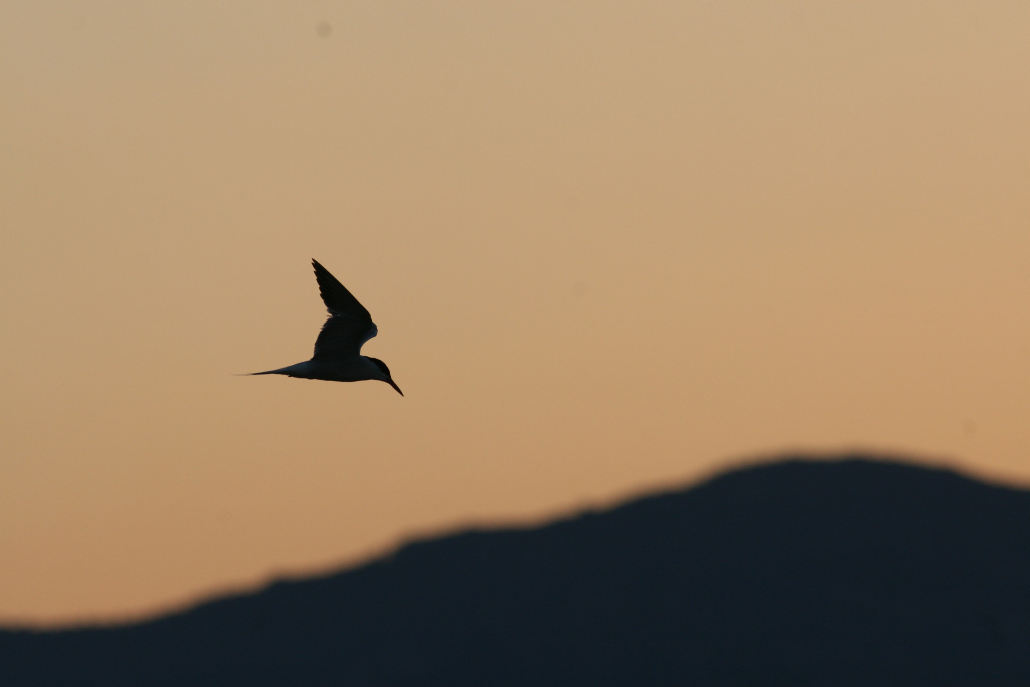 Canon EF 400mm F5.6L USM sample photo. Common tern photography