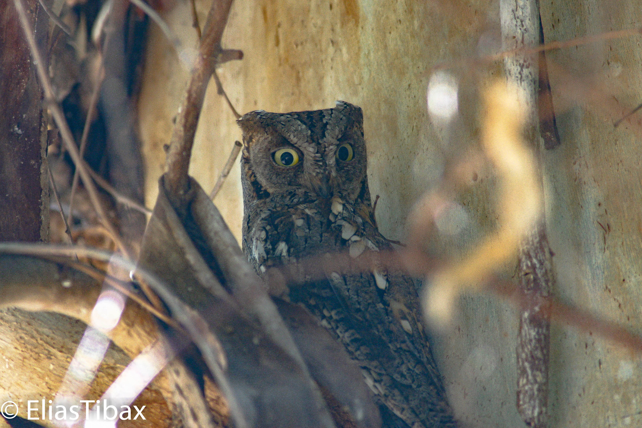 Canon EOS 30D sample photo. European scops owl photography