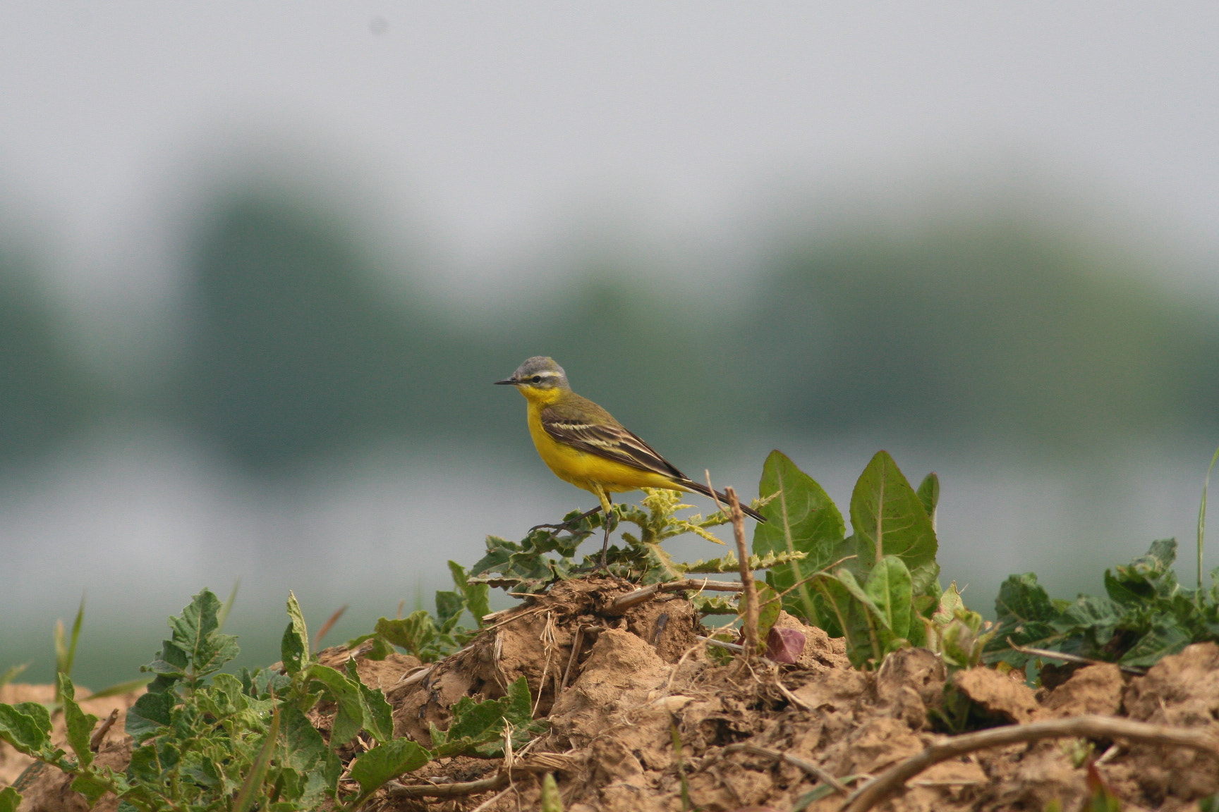 Canon EOS 30D sample photo. Yellow wagtail photography