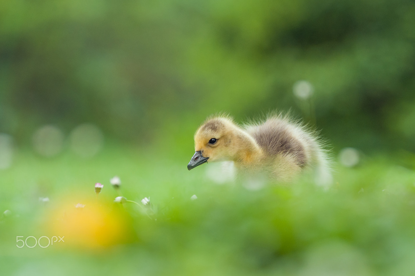 Sigma 120-300mm F2.8 EX DG HSM sample photo. Goslings (canada goose) photography