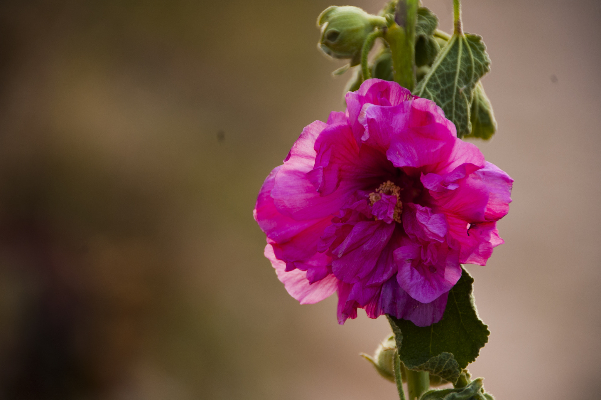 Nikon D70s sample photo. Flower photography