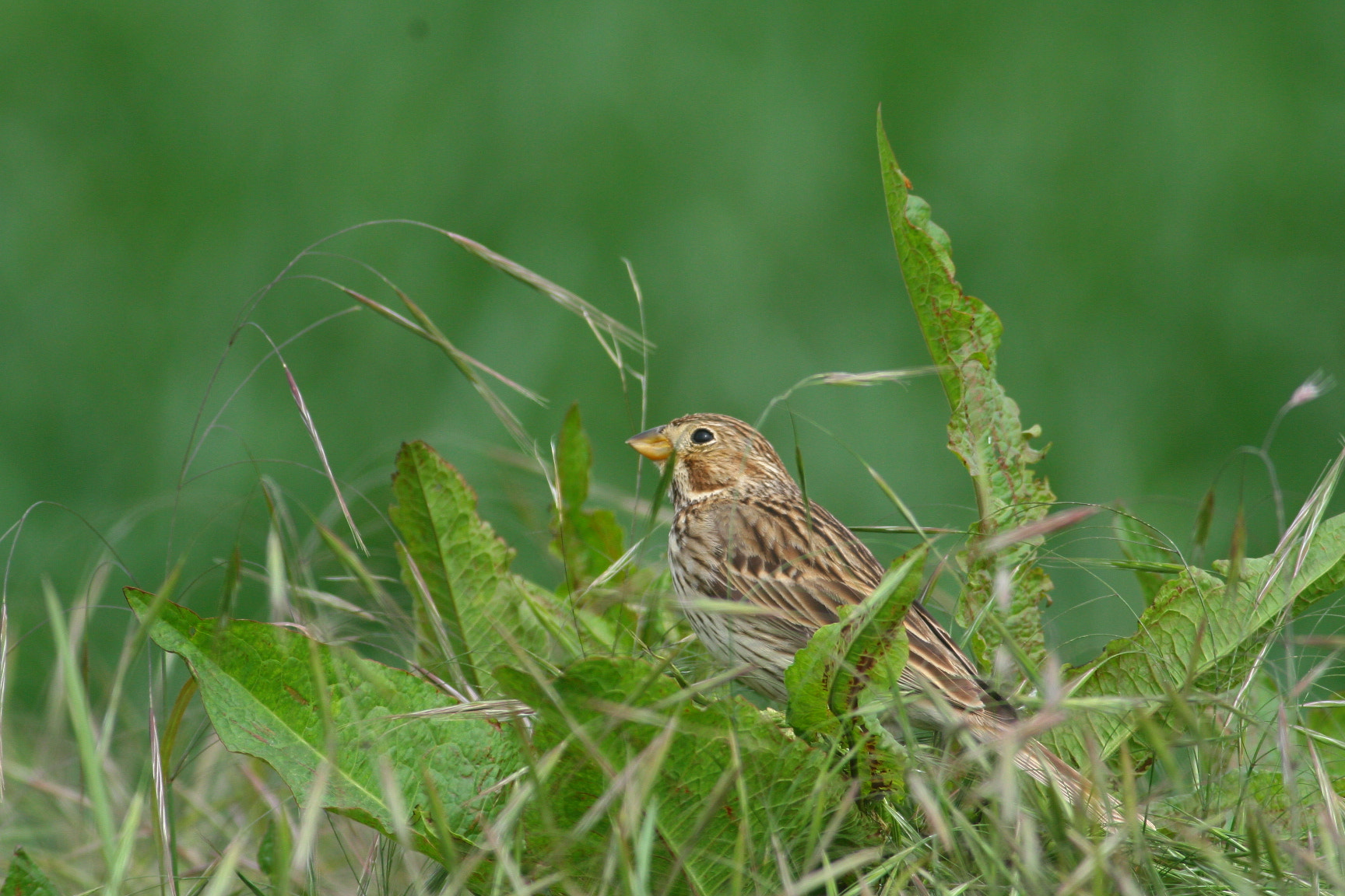 Canon EOS 30D sample photo. Corn bunting photography
