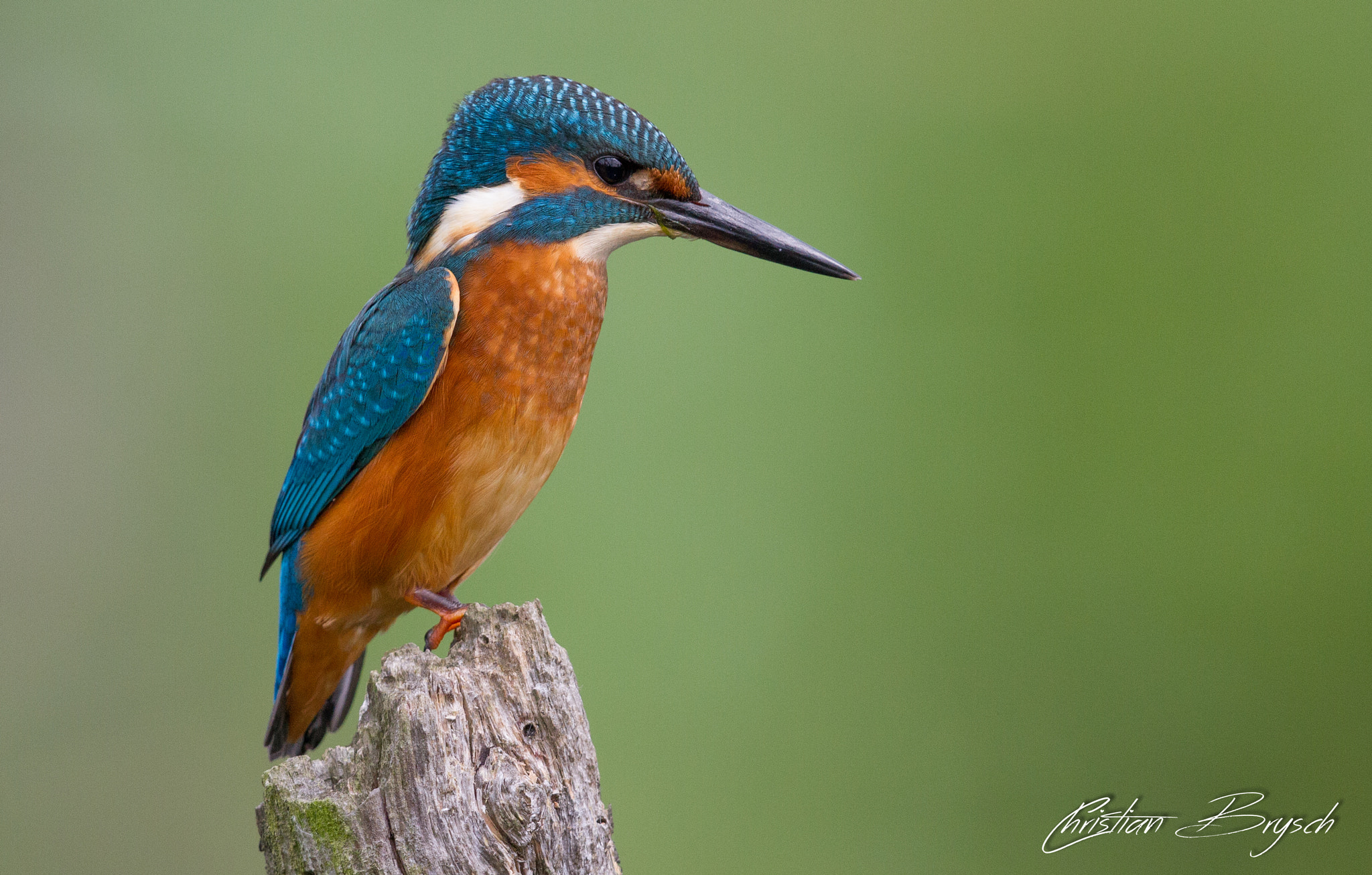 Canon EF 500mm F4L IS II USM sample photo