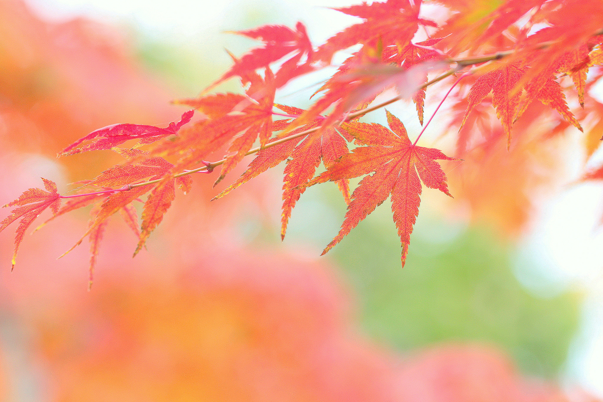 Canon EOS 650D (EOS Rebel T4i / EOS Kiss X6i) sample photo. Pastel colors photography