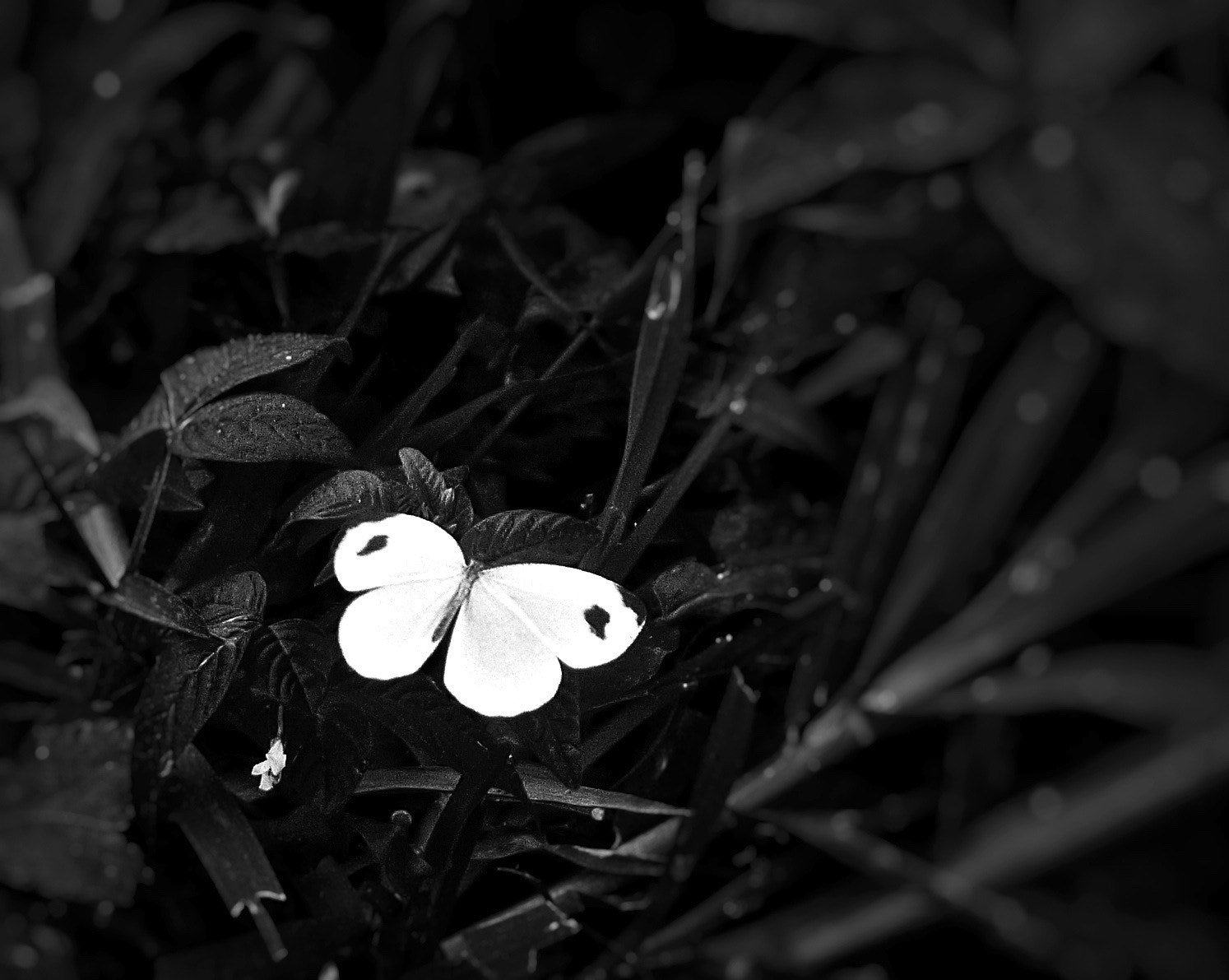 Panasonic Leica D Vario-Elmar 14-150mm F3.5-5.6 Asph Mega OIS sample photo. White butterfly photography