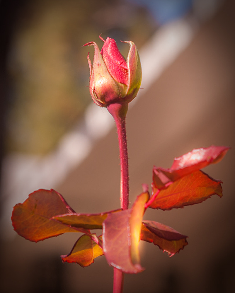 AF Zoom-Nikkor 35-135mm f/3.5-4.5 N sample photo. Summer's last hurrah photography