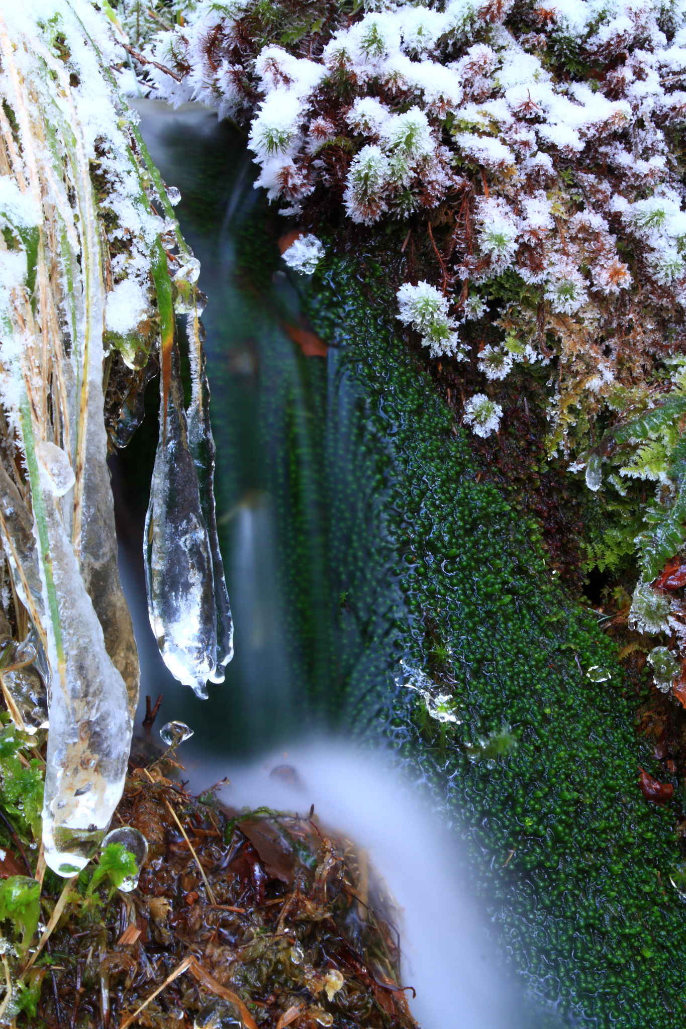 Canon EF-S 18-55mm F3.5-5.6 IS sample photo. Freeze photography