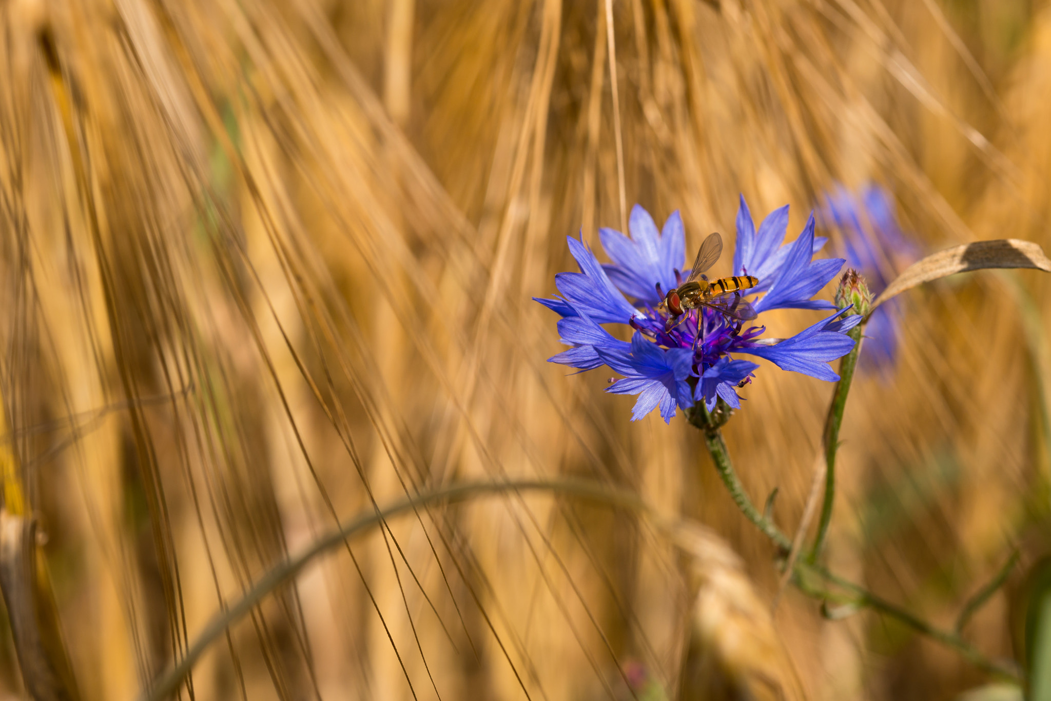 Nikon D800 + AF Micro-Nikkor 55mm f/2.8 sample photo. Im kornfeld photography