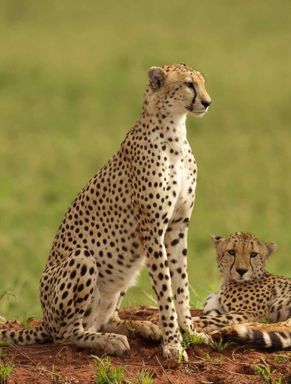 Canon EF 500mm F4L IS II USM sample photo. Cheetah looking photography