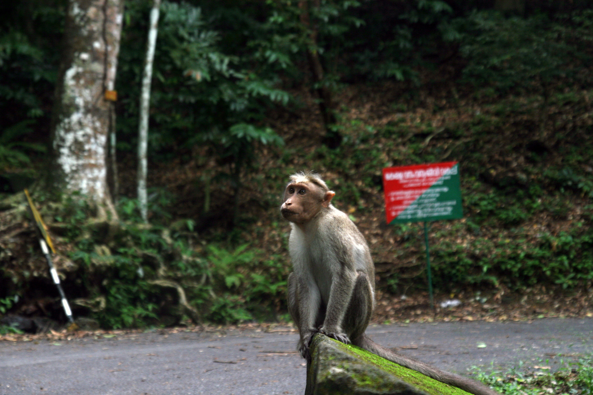 Sigma 17-70mm F2.8-4 DC Macro OS HSM sample photo. Ponmudi hills, kerala photography