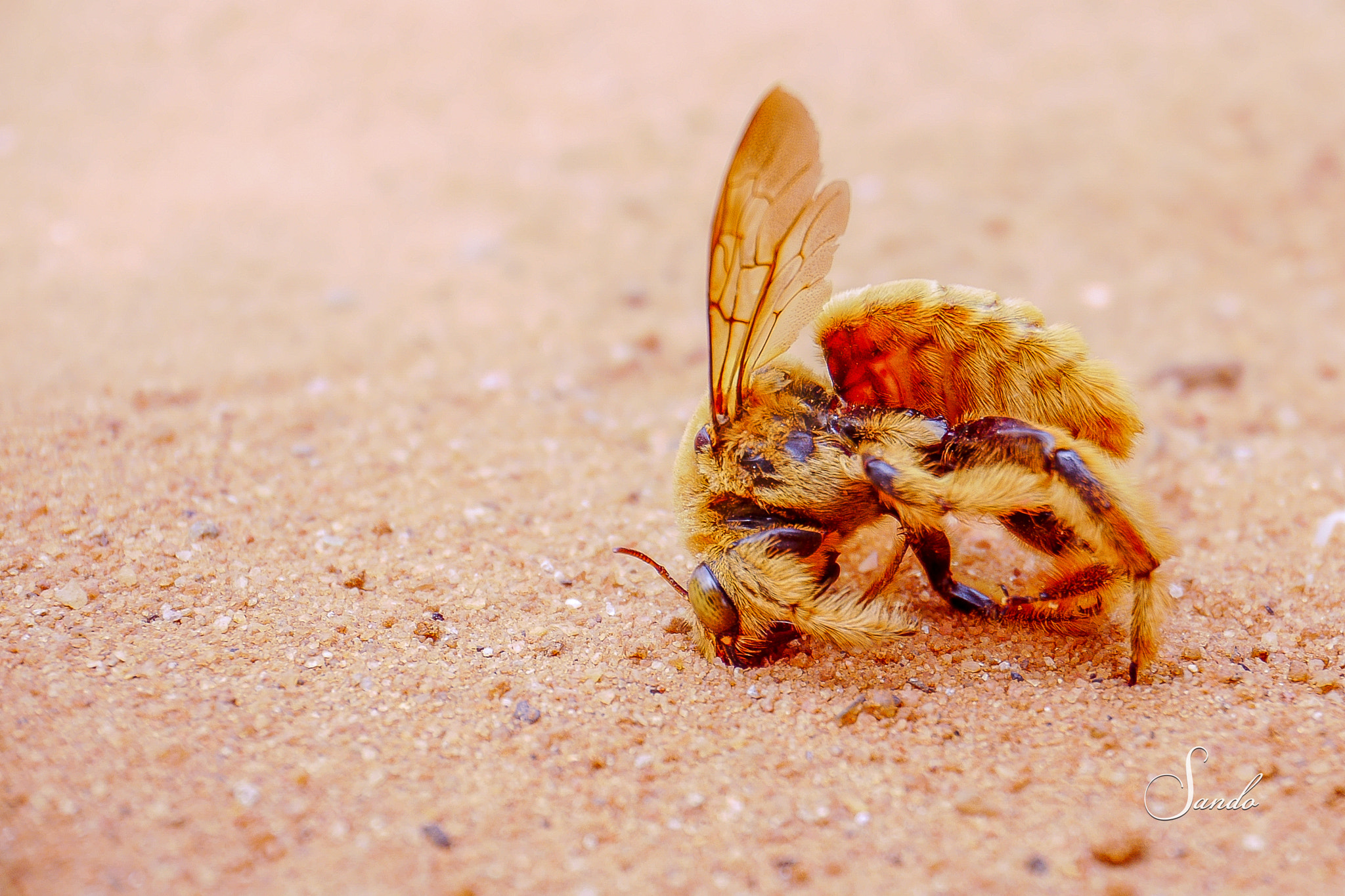 Panasonic Lumix DMC-GH3 + LUMIX G VARIO PZ 14-42/F3.5-5.6 sample photo. A dead bee photography