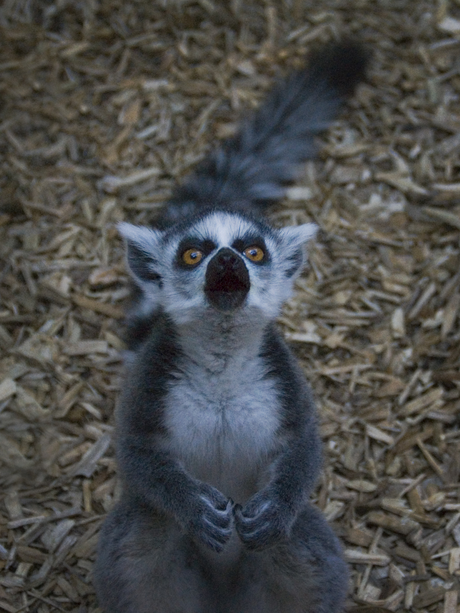 Sony Alpha DSLR-A390 sample photo. Can i have that please? photography