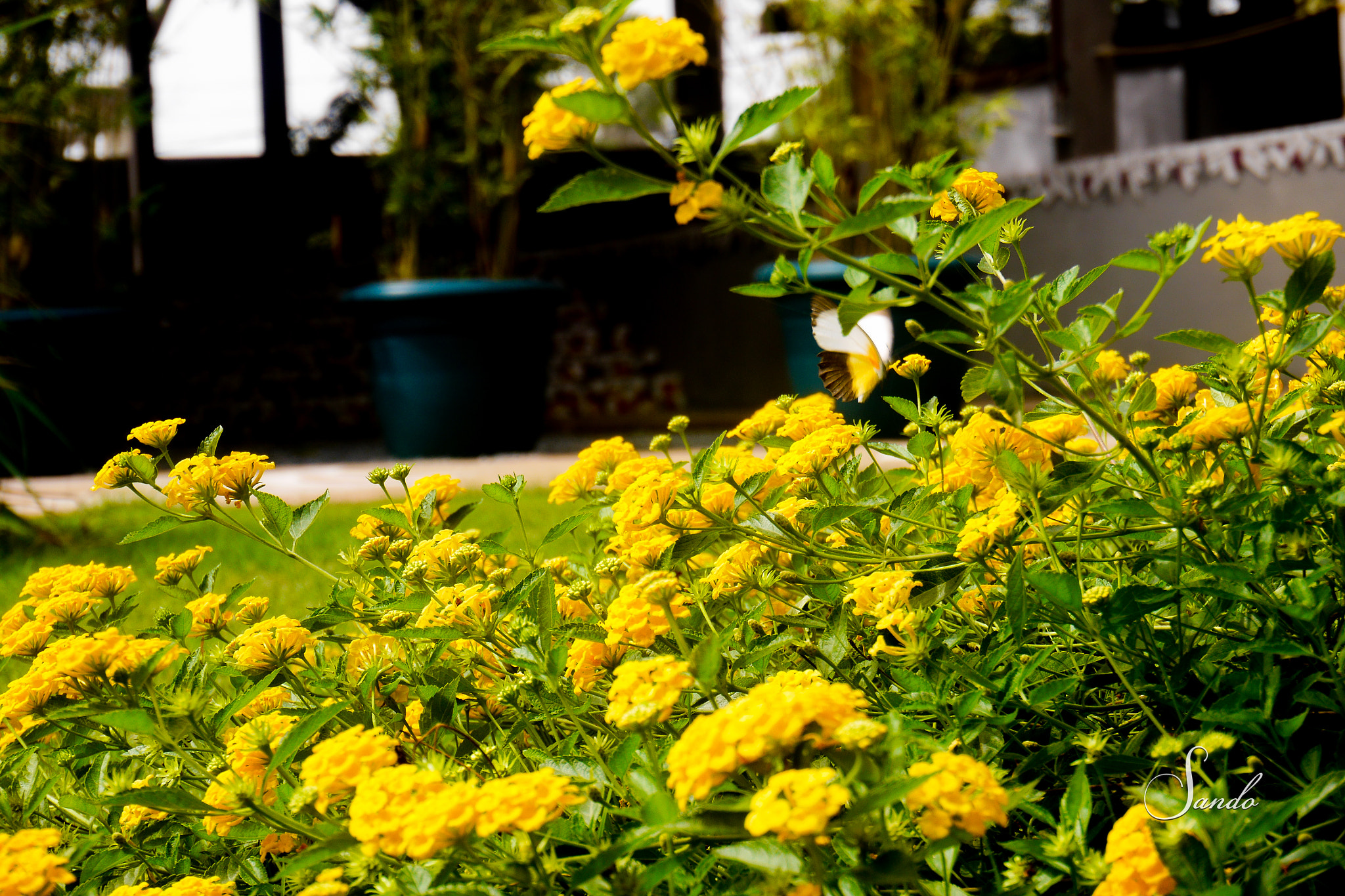LUMIX G VARIO PZ 14-42/F3.5-5.6 sample photo. Lunch for a butterfly photography