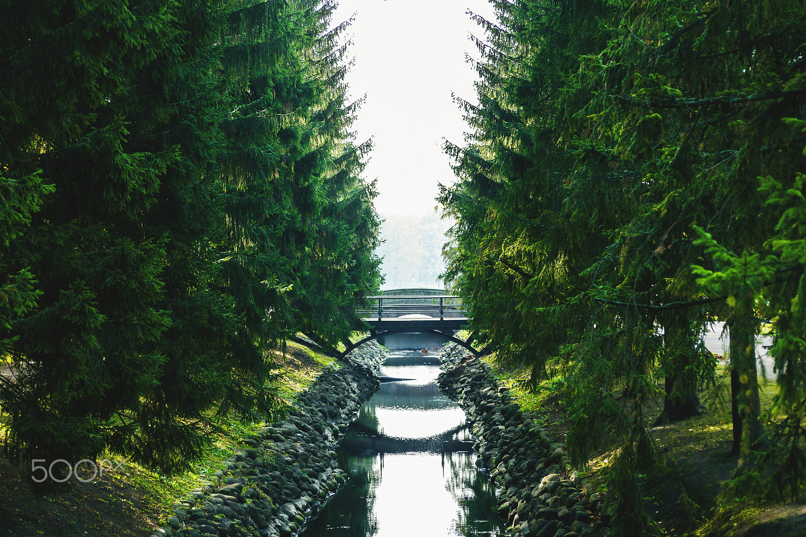 Panasonic Lumix DMC-G5 sample photo. Forest photography