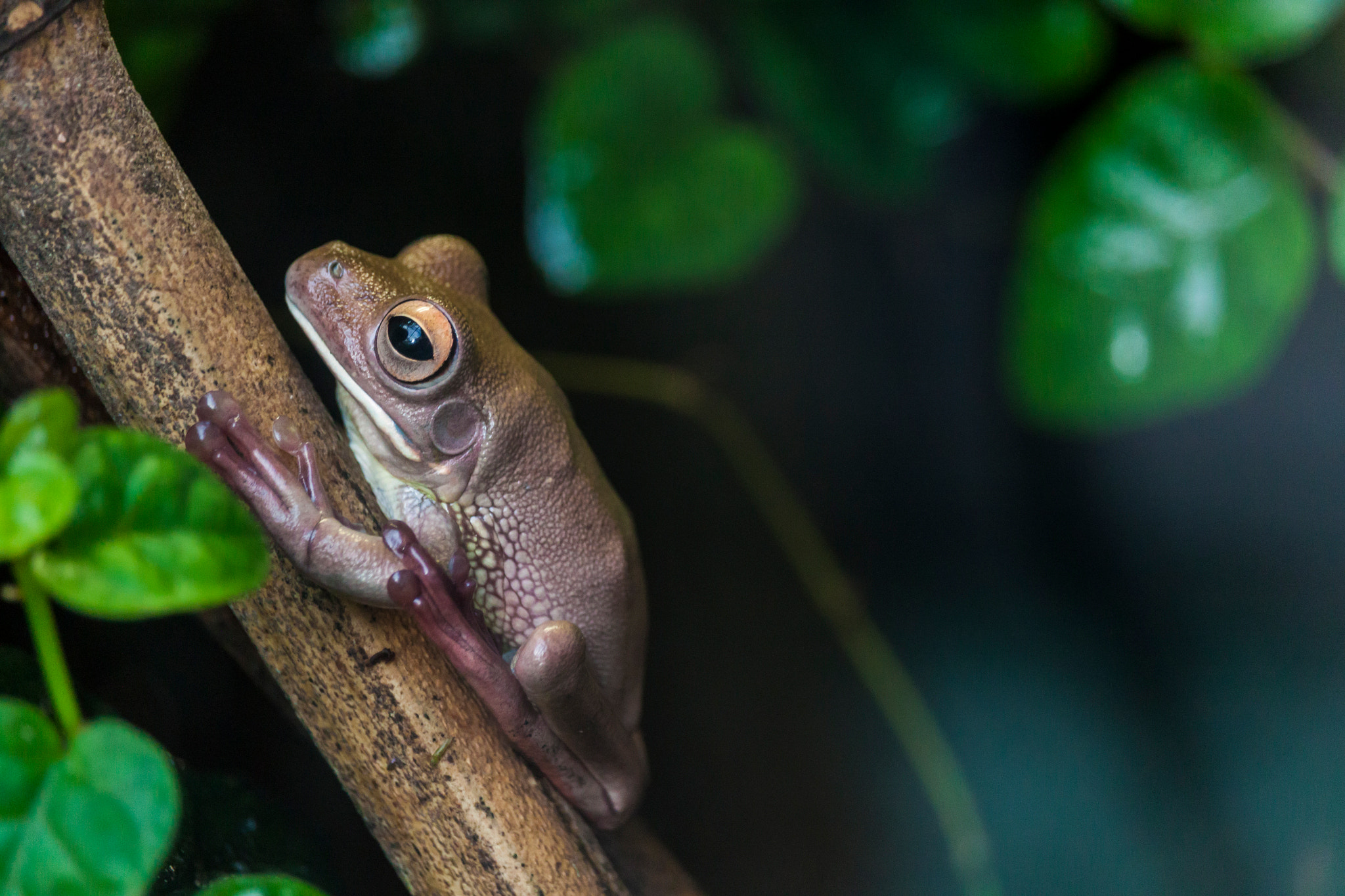 Canon EF-S 55-250mm F4-5.6 IS STM sample photo. Little frog photography