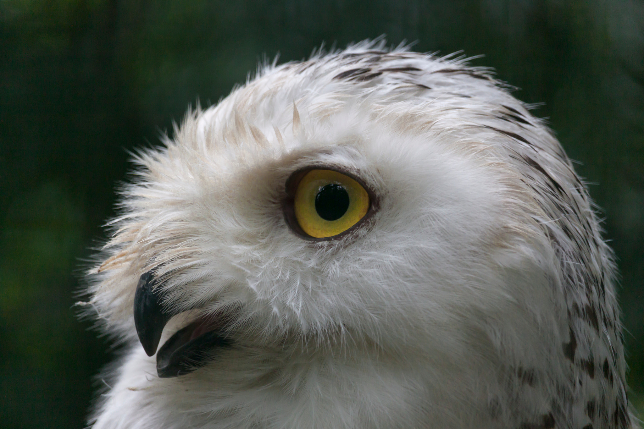 Canon EF-S 55-250mm F4-5.6 IS STM sample photo. Portrait of a snowy owl photography