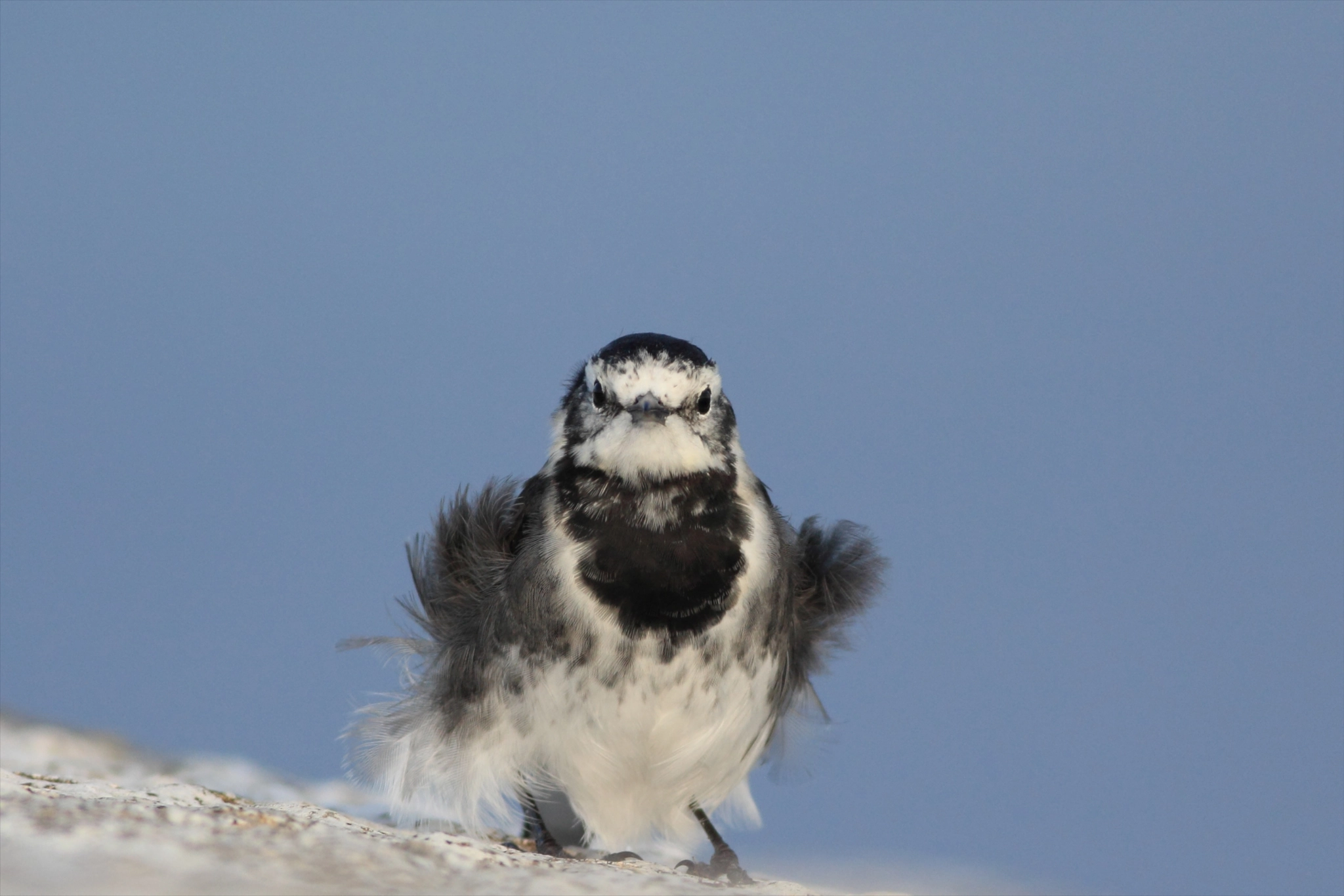 Canon EOS 60D + Canon EF 400mm F5.6L USM sample photo. Gaze of a wagtail photography
