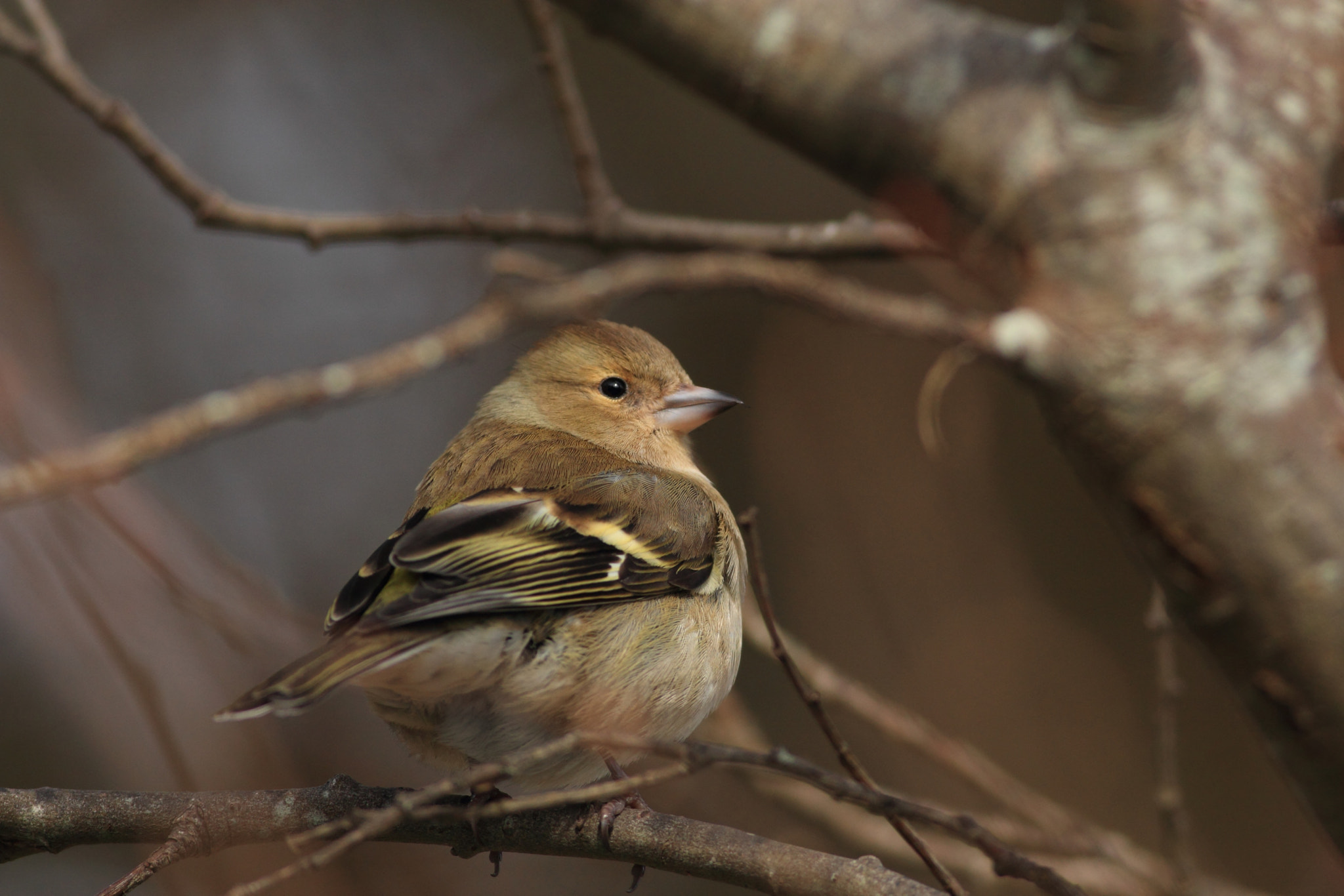 Canon EOS 60D + Canon EF 400mm F5.6L USM sample photo. Chaffinch photography