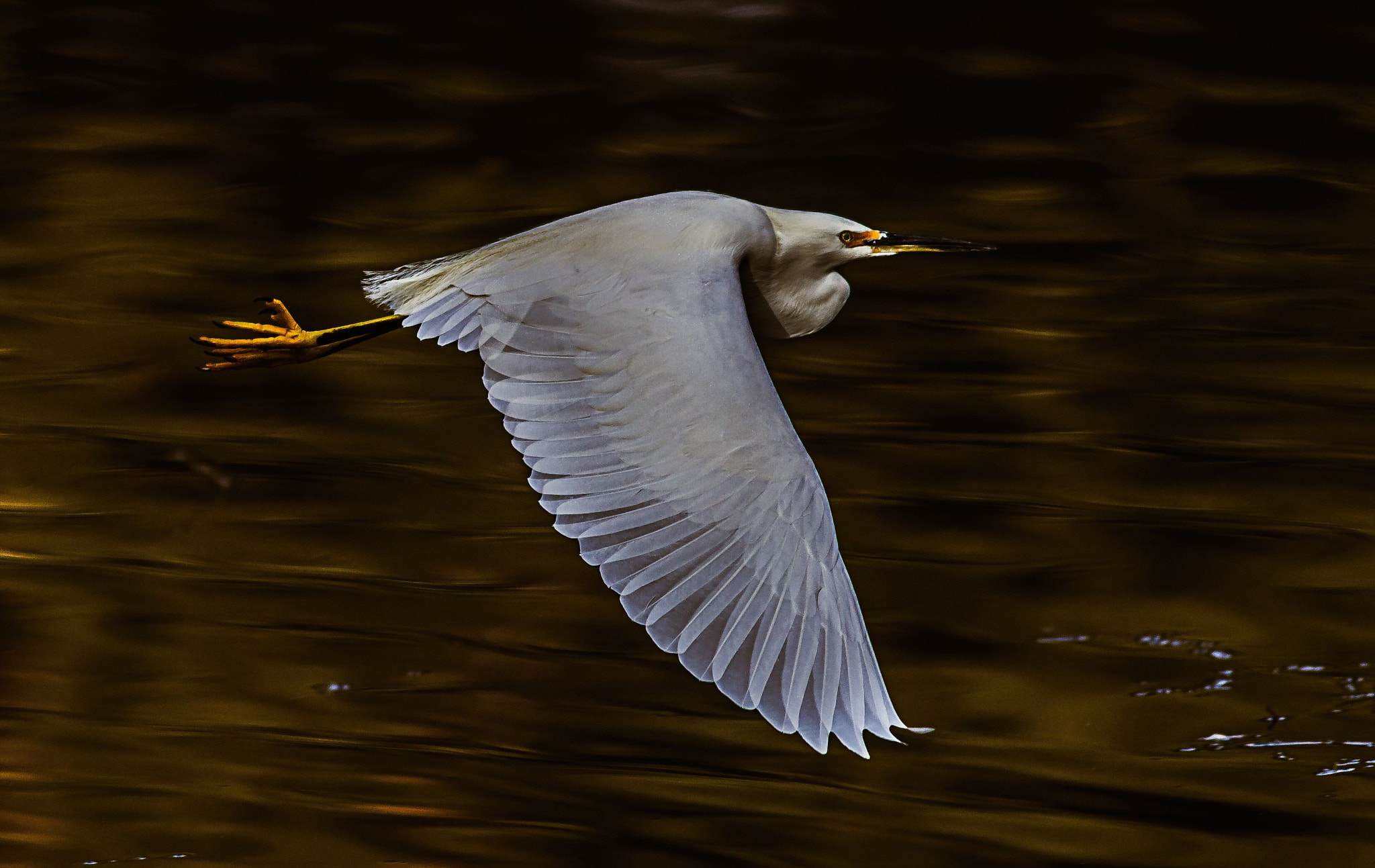 Canon EOS-1D Mark IV + Canon EF 400mm F5.6L USM sample photo. Edit exposuresnowy egret photography