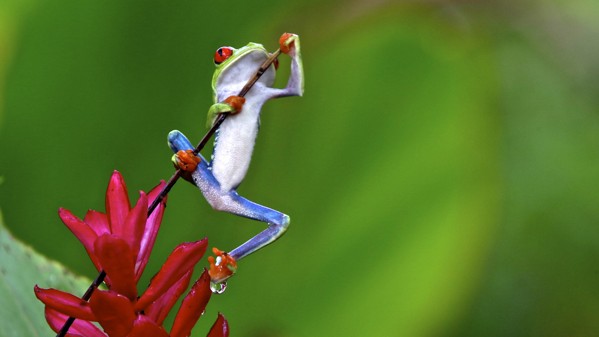 Red eyed frog climbing with rain drops on feet. by Rhett Morita - Photo ...