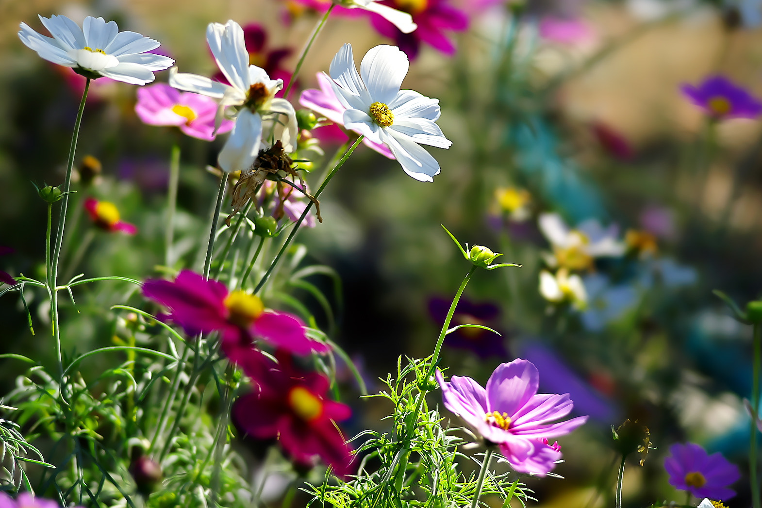 Sony a7 + 135mm F2.8[T4.5] STF sample photo. Shorty cosmos photography
