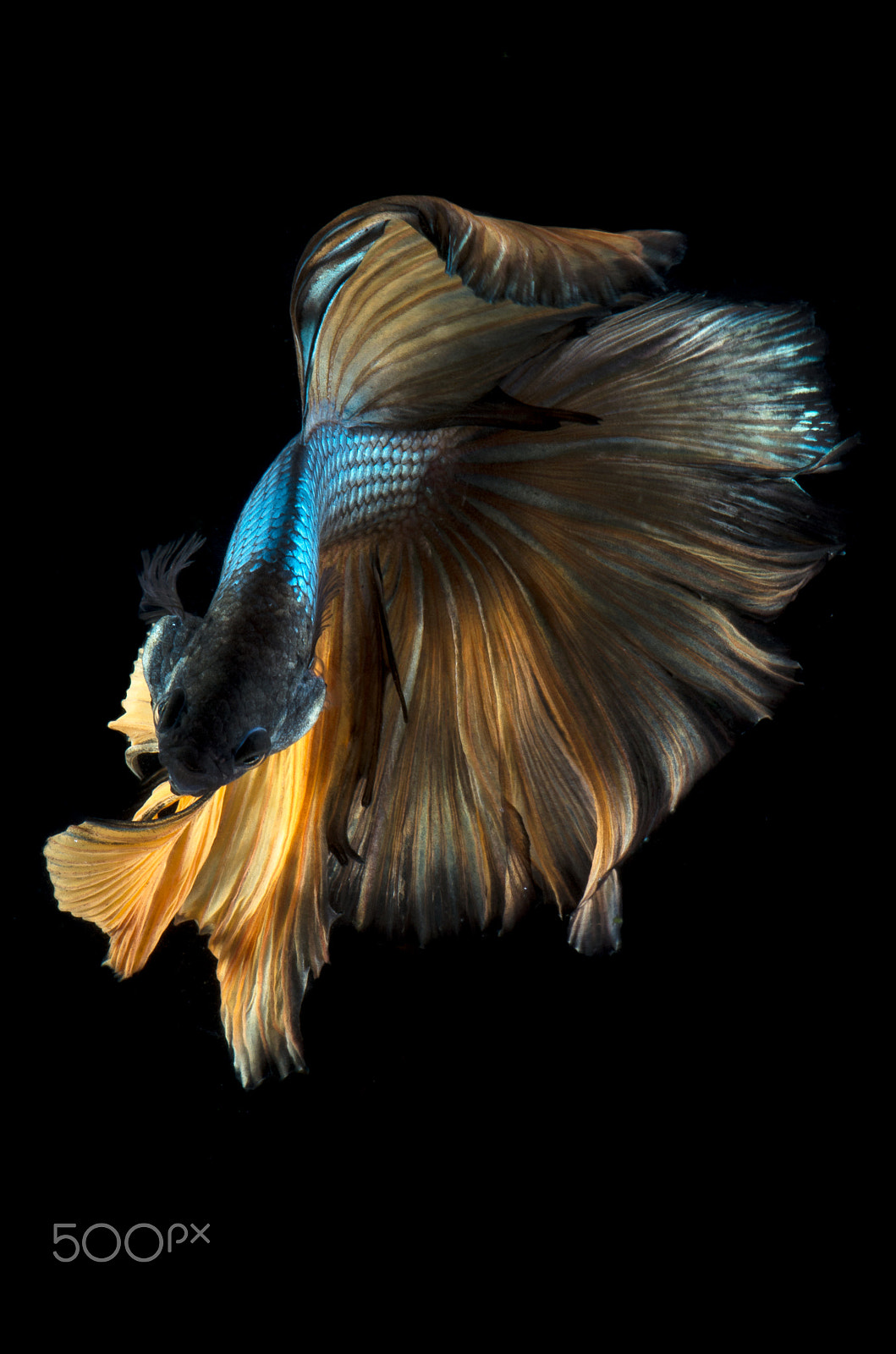 Pentax smc D-FA 100mm F2.8 Macro WR sample photo. Siamese fighting fish photography