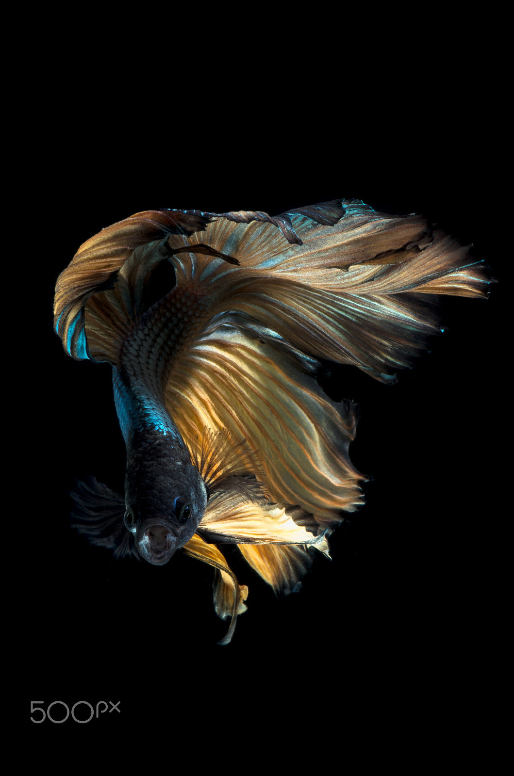 Pentax smc D-FA 100mm F2.8 Macro WR sample photo. Siamese fighting fish photography