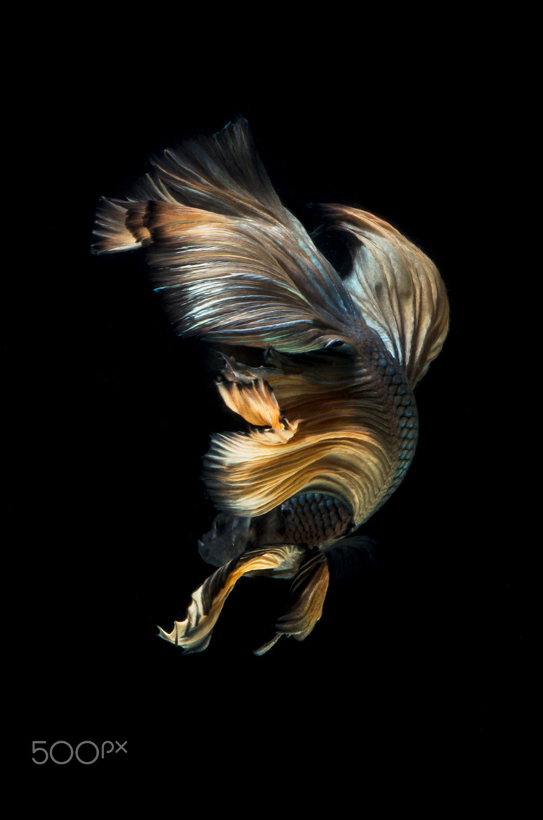 Pentax smc D-FA 100mm F2.8 Macro WR sample photo. Siamese fighting fish photography