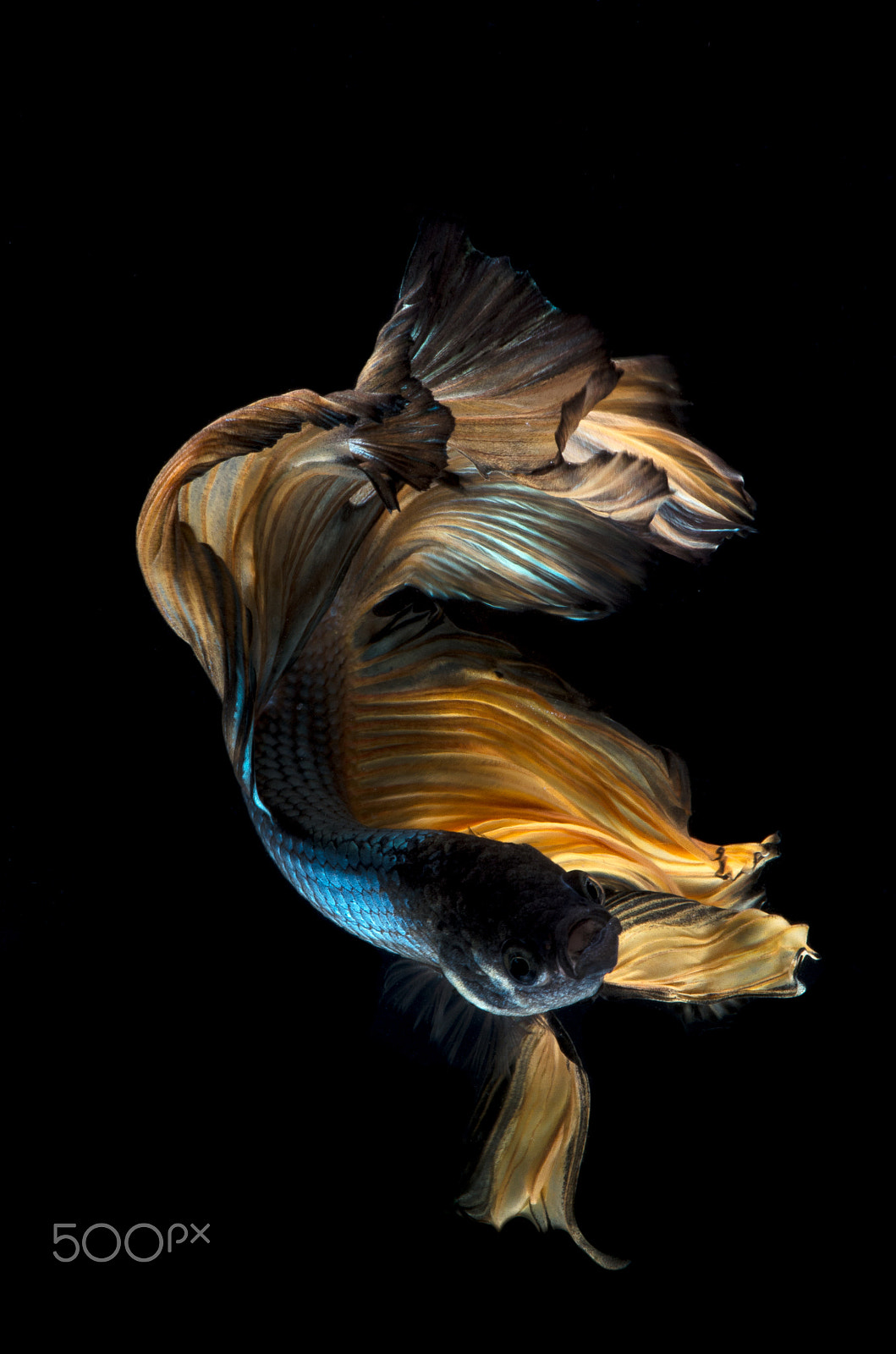Pentax smc D-FA 100mm F2.8 Macro WR sample photo. Siamese fighting fish photography