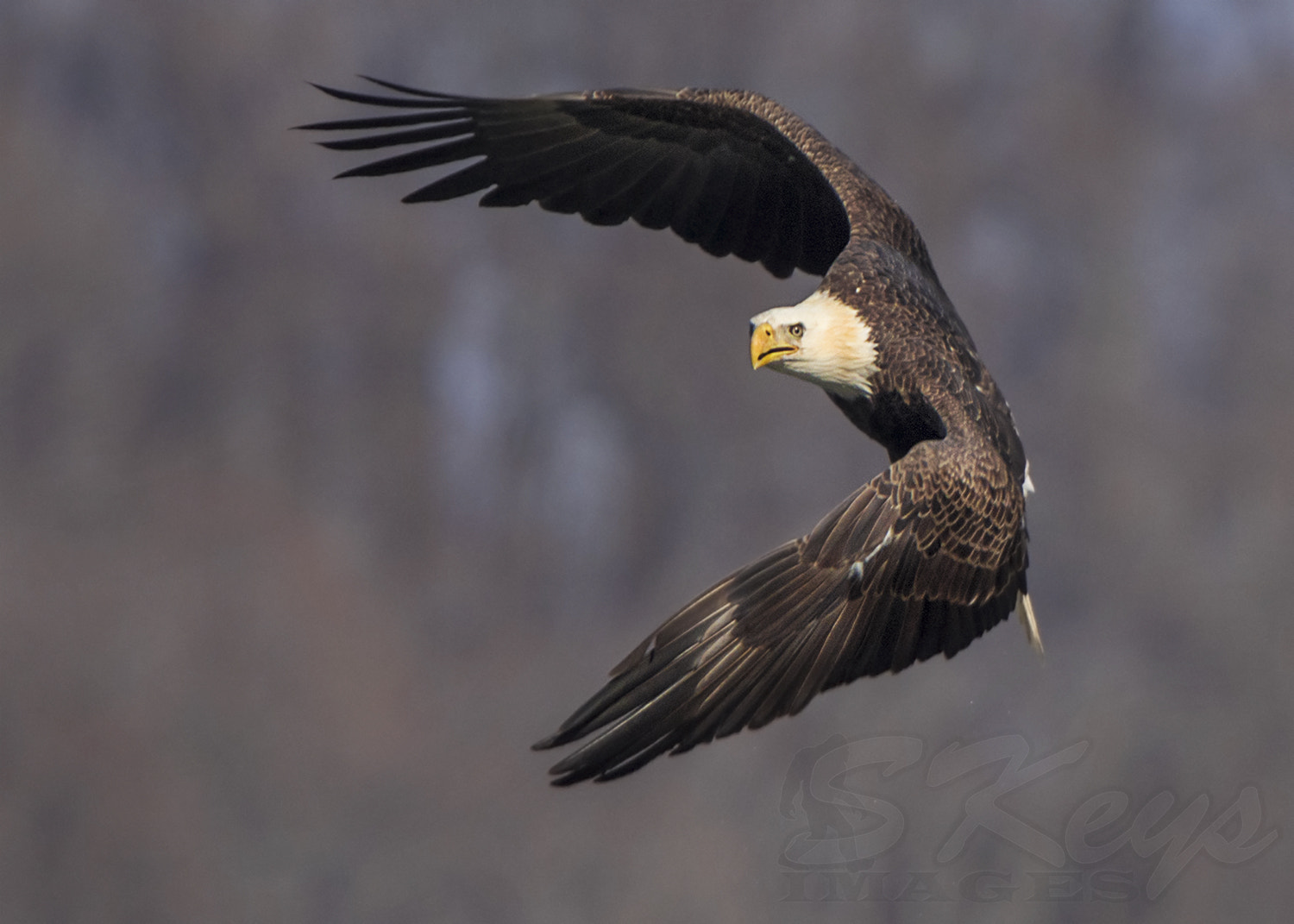Nikon D7200 + Sigma 500mm F4.5 EX DG HSM sample photo. Banker (bald eagle) photography