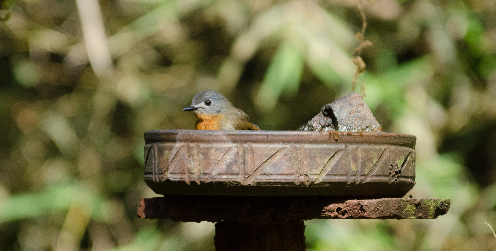 White Bellied Blue Flycatcher