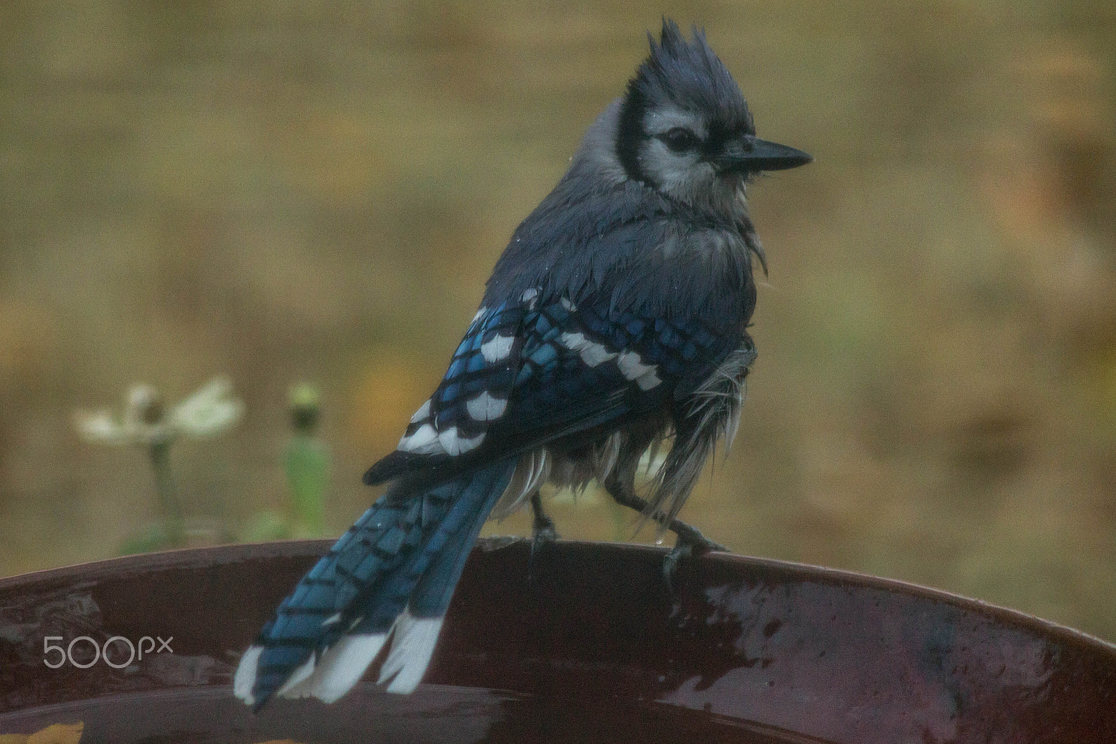 Canon EF 200mm f/2.8L II + 2x sample photo. Blue jay photography