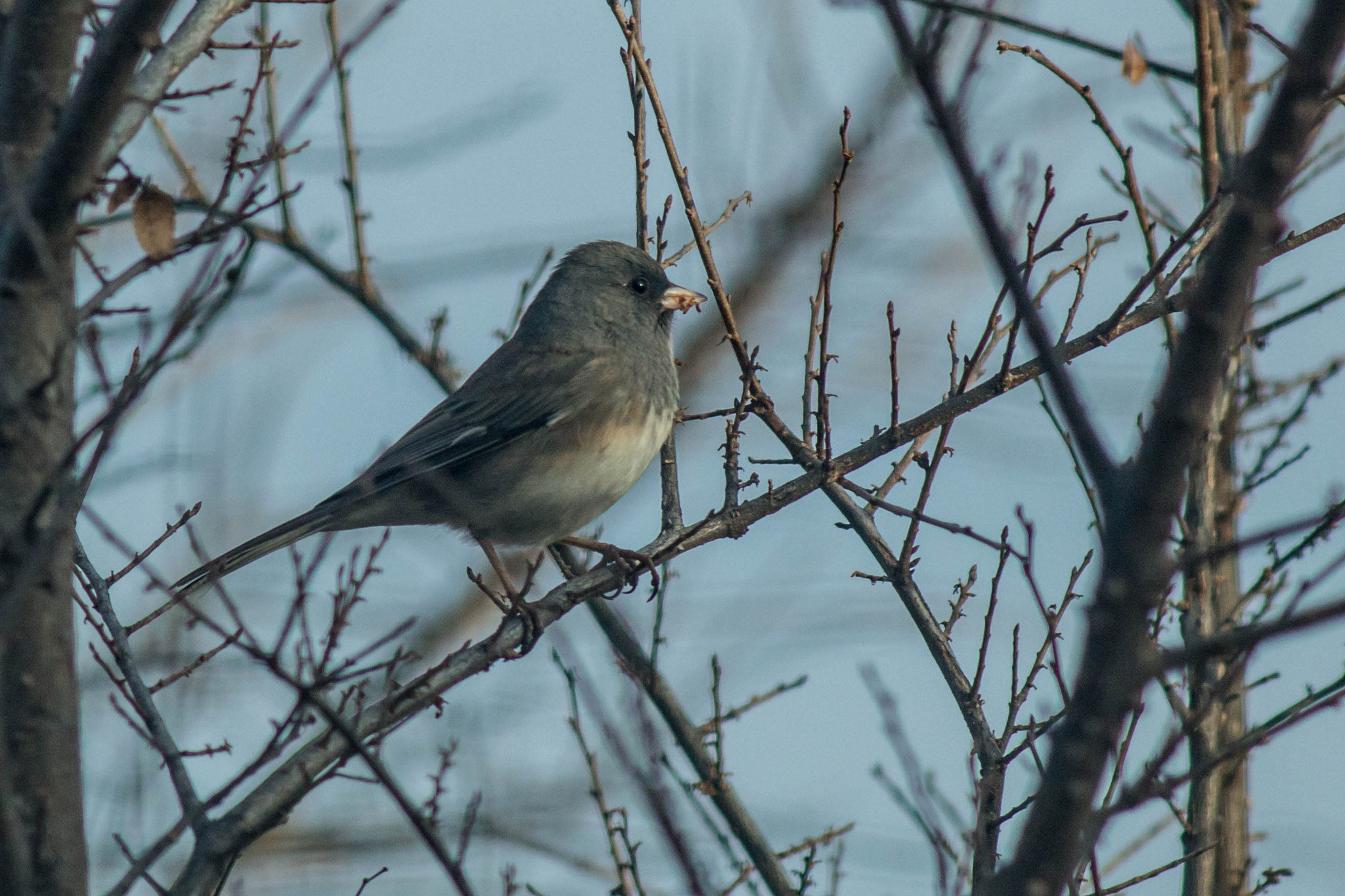 Canon EF 200mm f/2.8L II + 2x sample photo. - photography