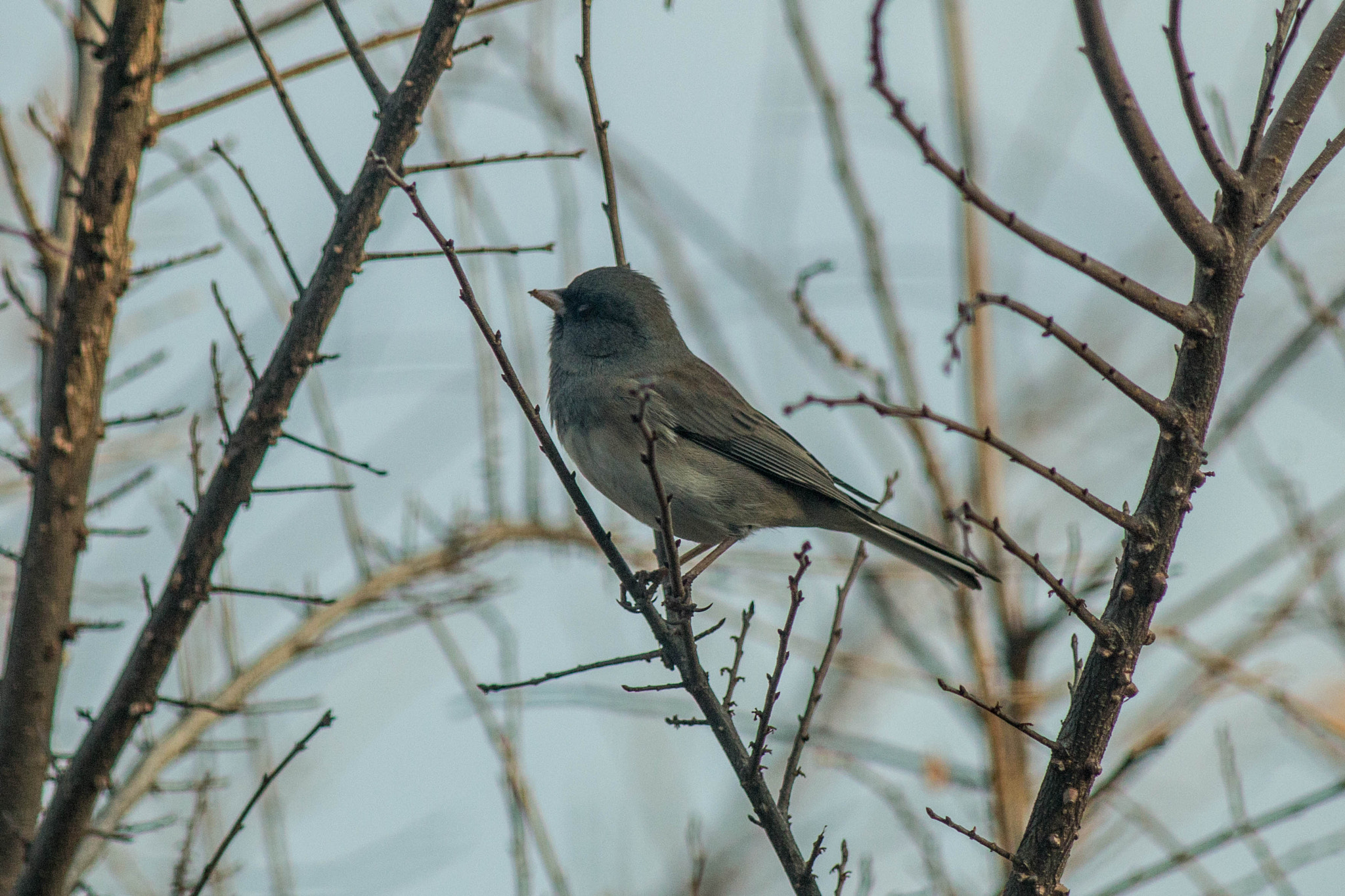 Canon EF 200mm f/2.8L II + 2x sample photo. - photography