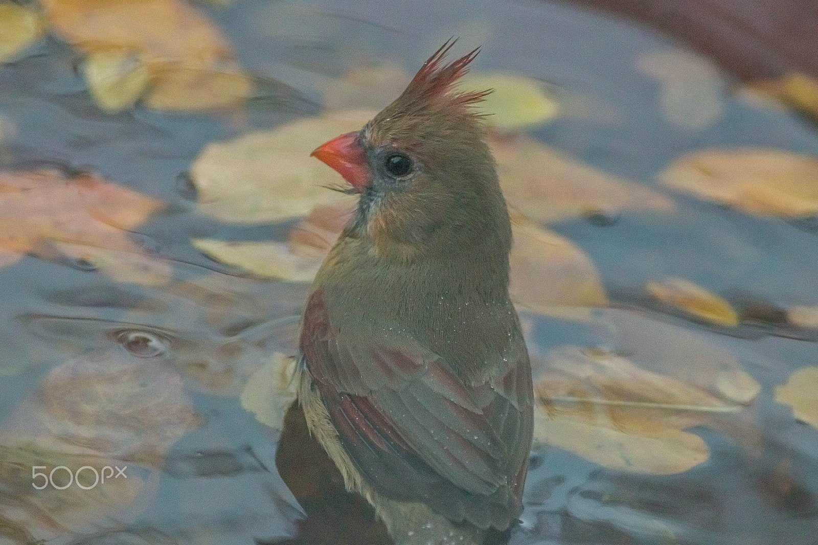 Canon EF 200mm f/2.8L II + 2x sample photo. Northern cardinal, female photography