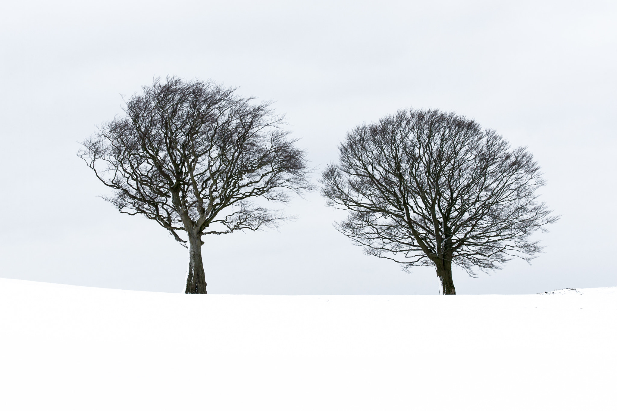 Canon EOS-1D Mark II N sample photo. Two trees photography
