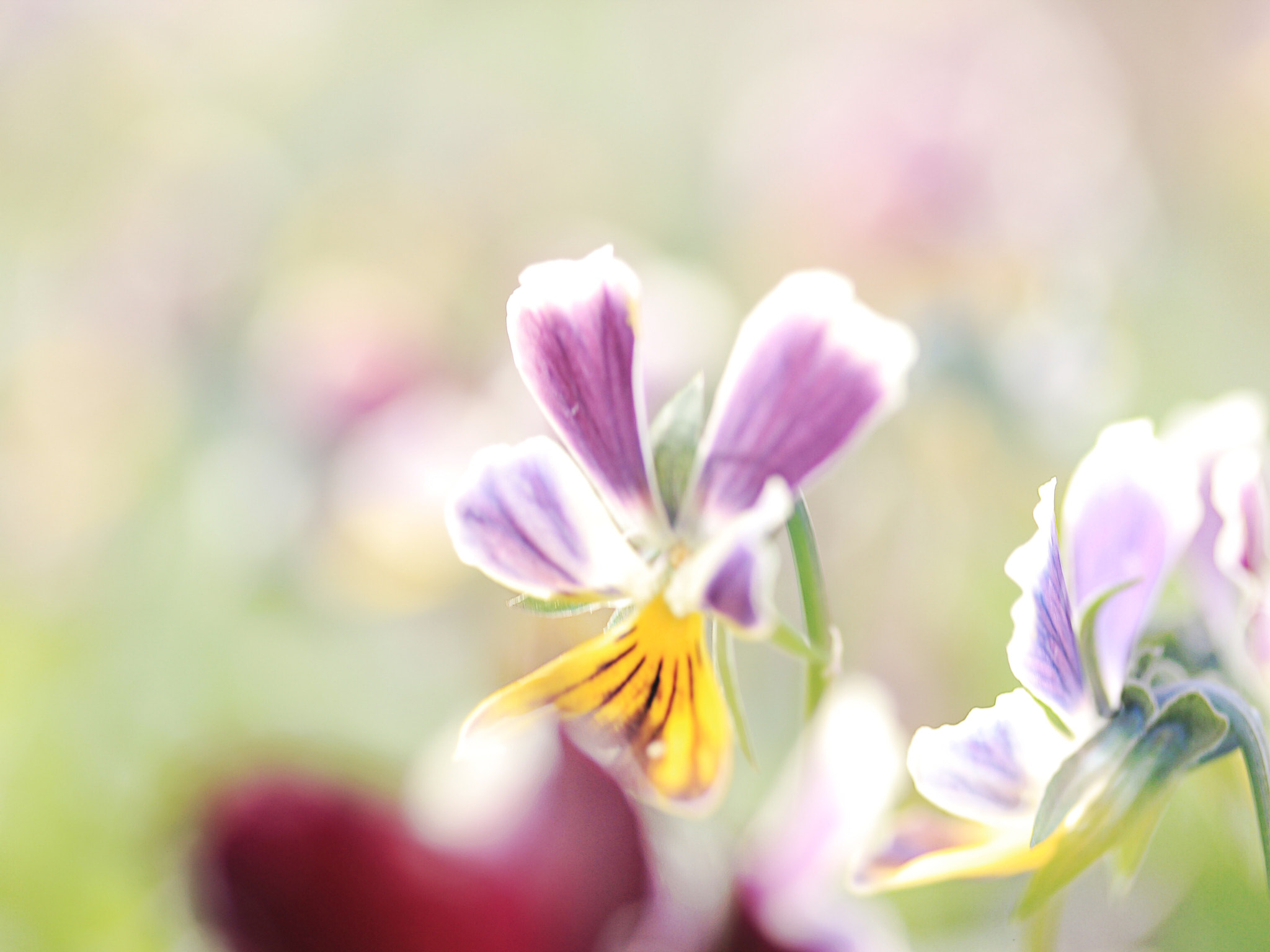 Canon EOS 600D (Rebel EOS T3i / EOS Kiss X5) sample photo. Violet photography