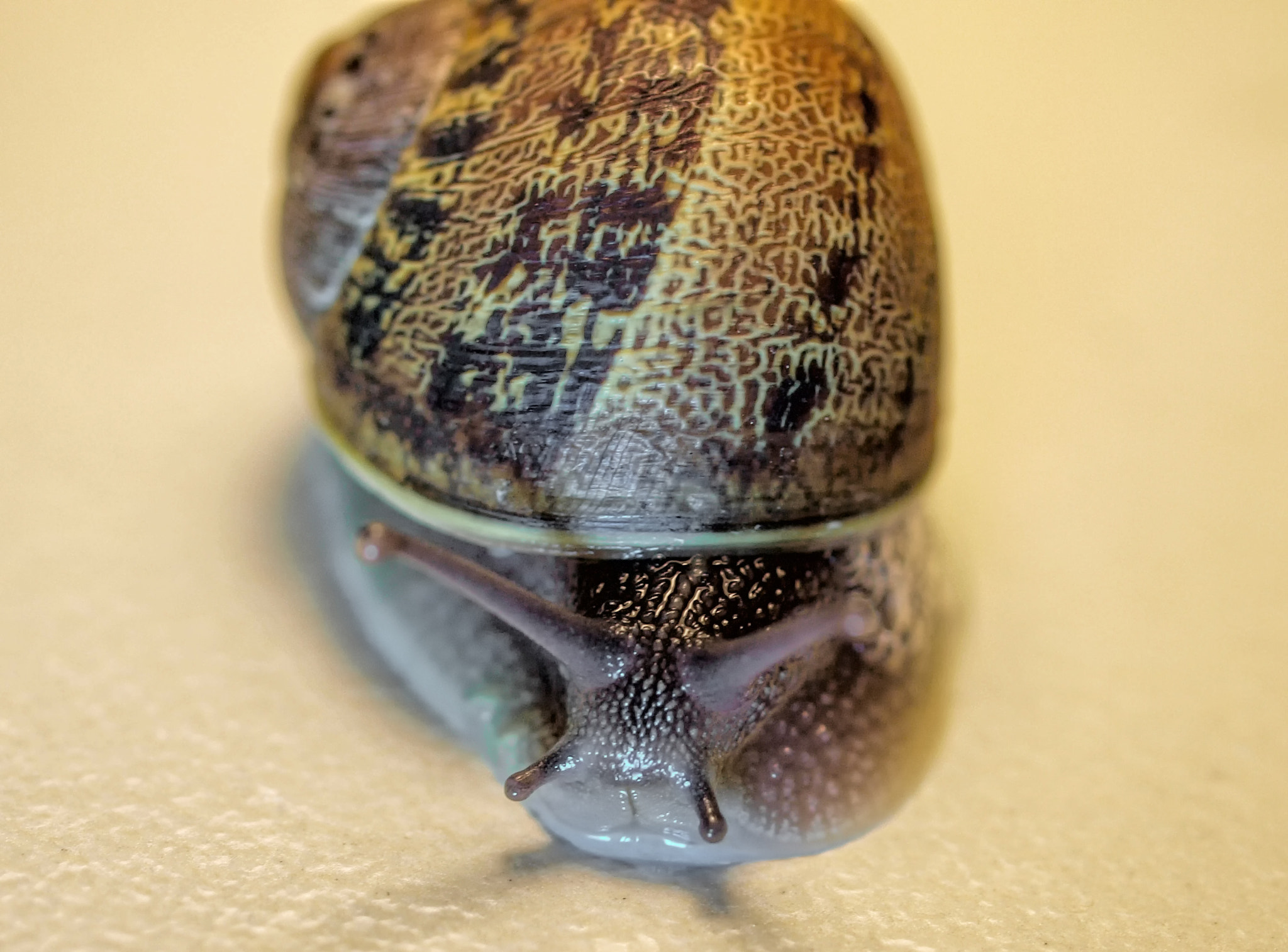 OLYMPUS 35mm Lens sample photo. Snail - caracol_1 photography