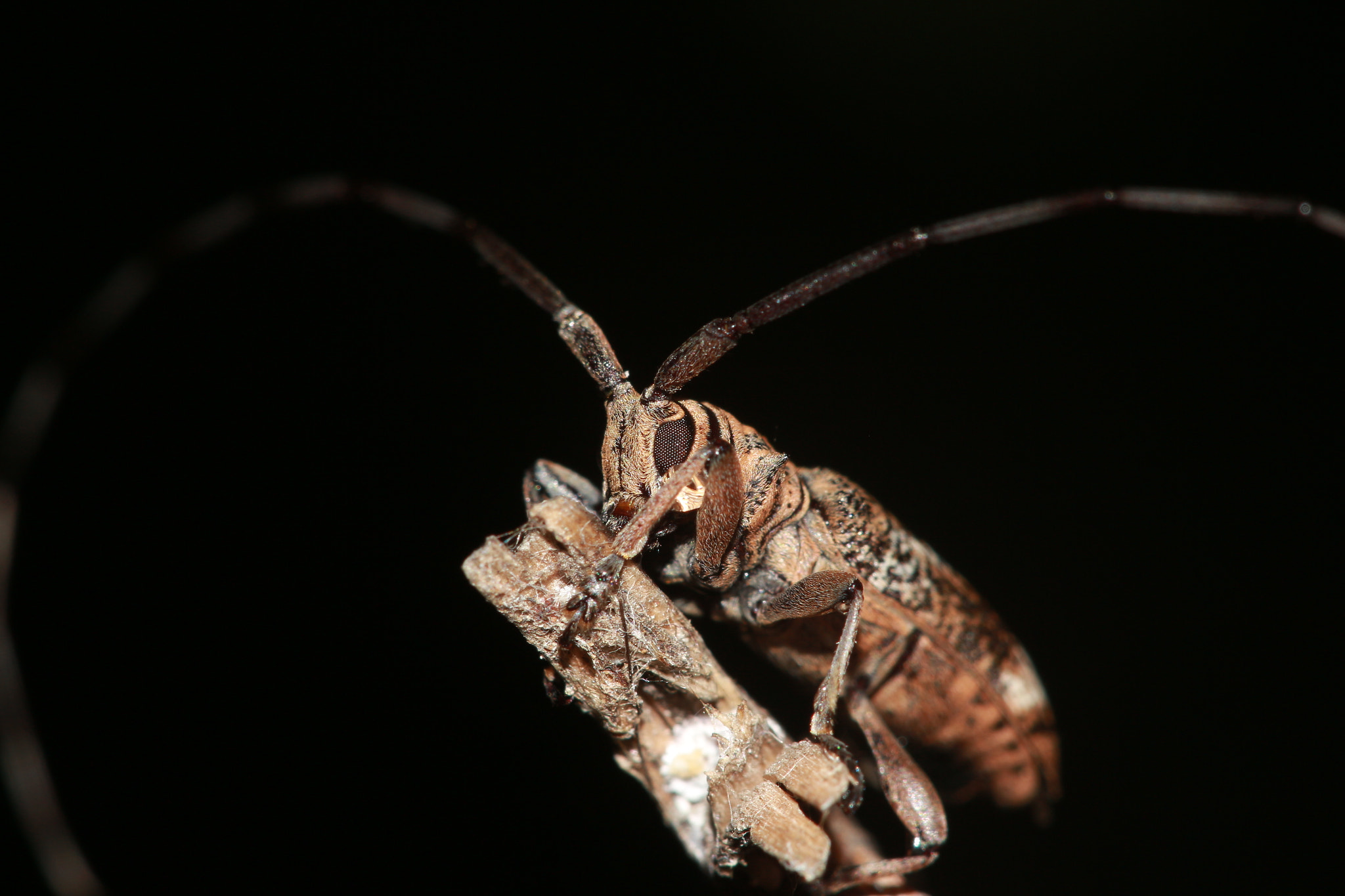 Canon EF 100mm F2.8 Macro USM sample photo