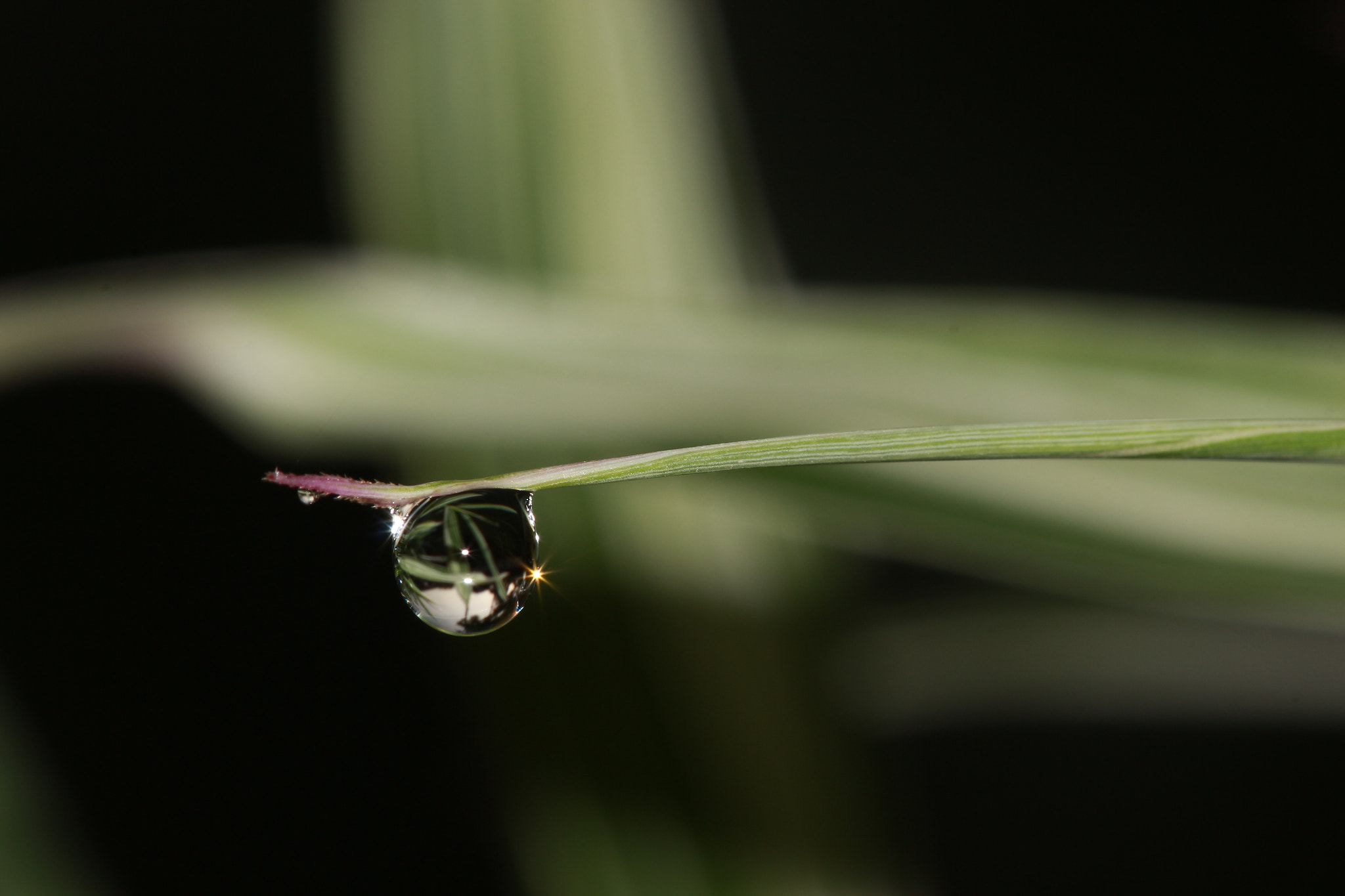 Canon EF 100mm F2.8 Macro USM sample photo. Embun pagie photography