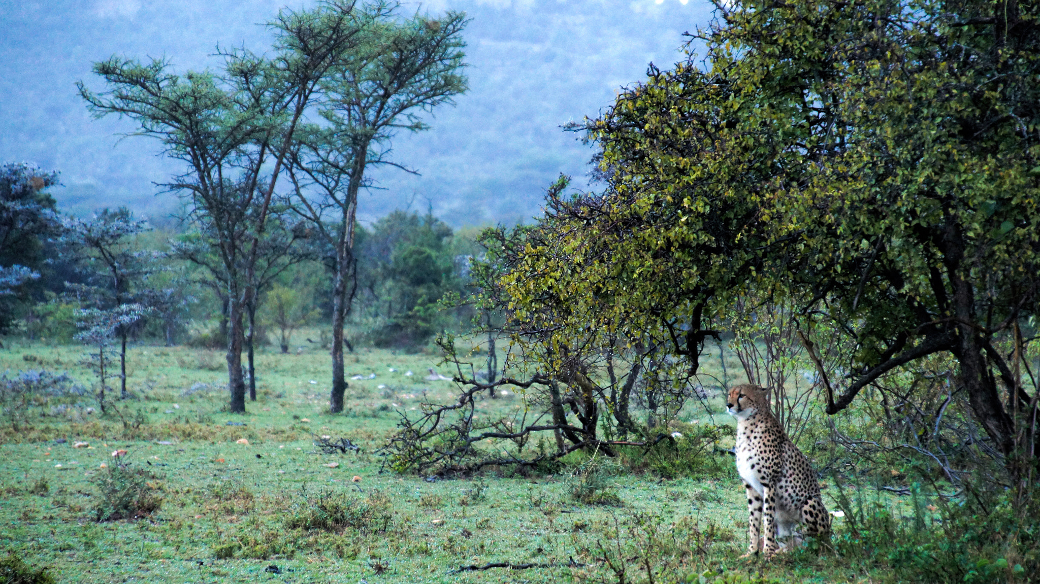 Sony Alpha NEX-C3 sample photo. A cheetah in the rain photography