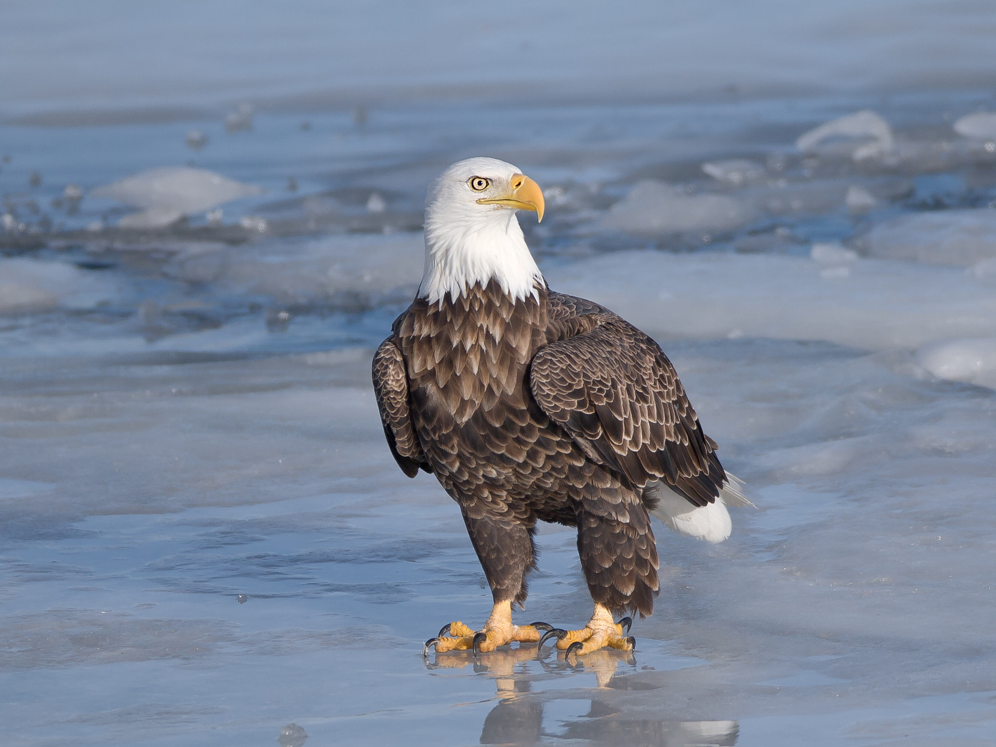 Canon EF 600mm F4L IS USM sample photo. Bald eagle photography